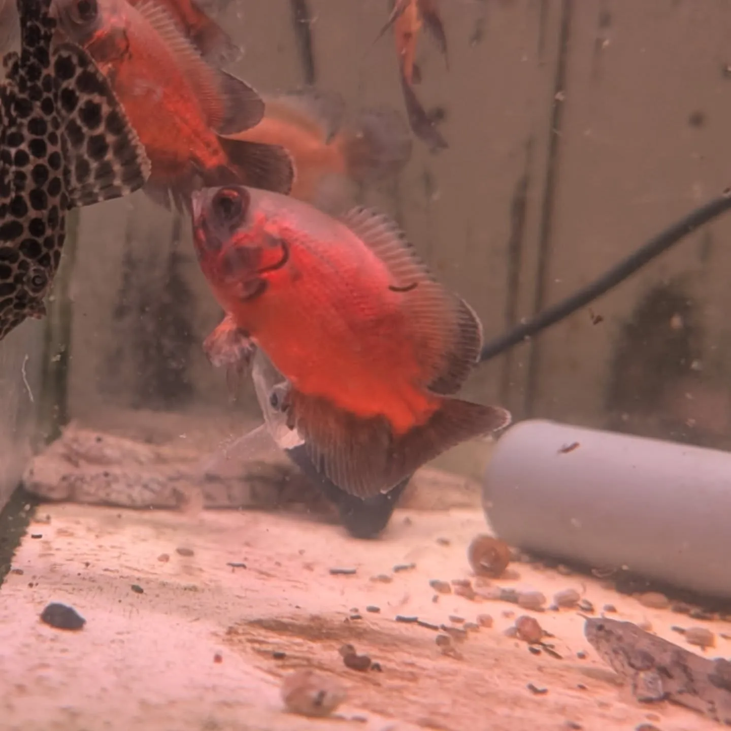 本日の入荷情報✨(カニ、金魚、熱帯魚)