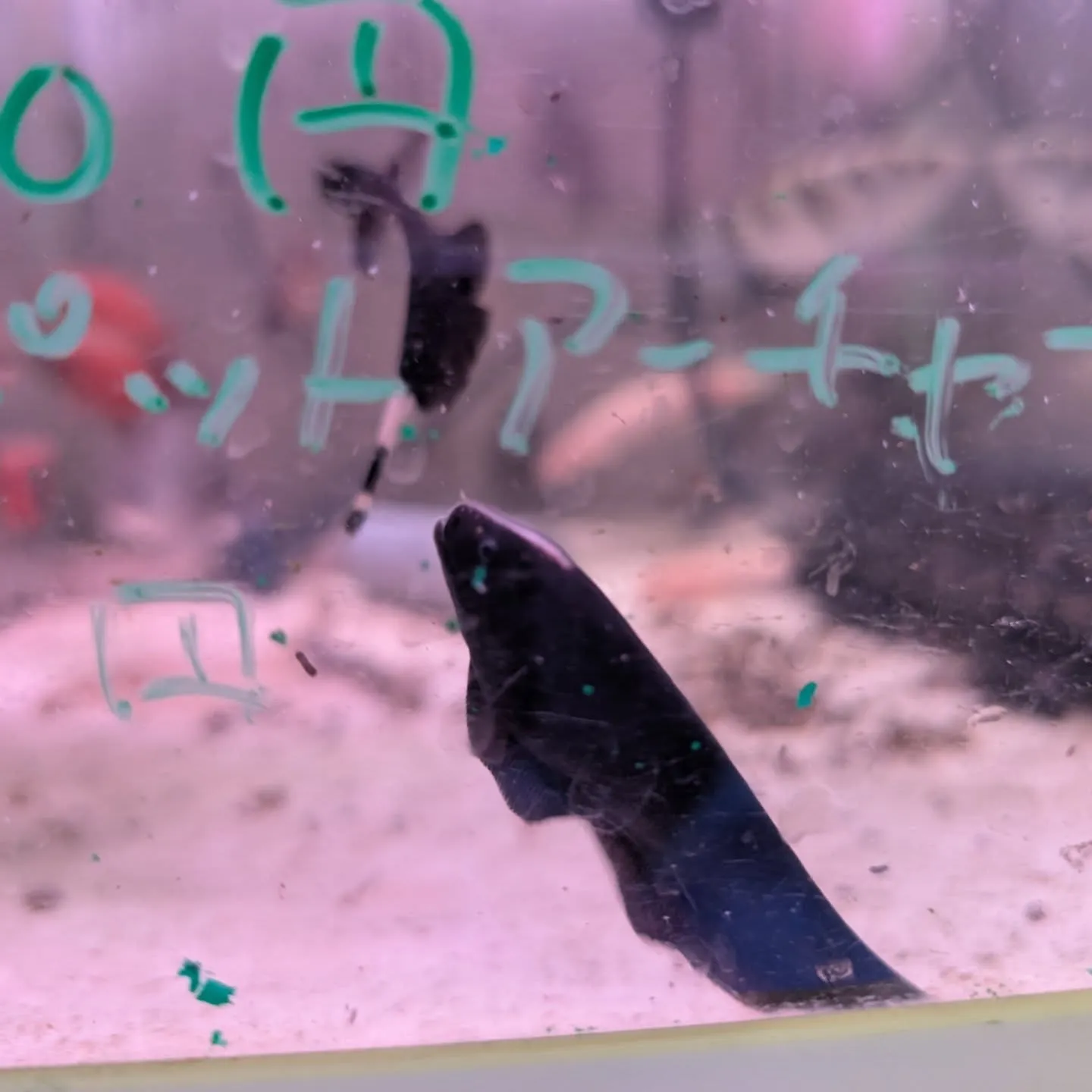 本日の入荷情報✨(カニ、金魚、熱帯魚)