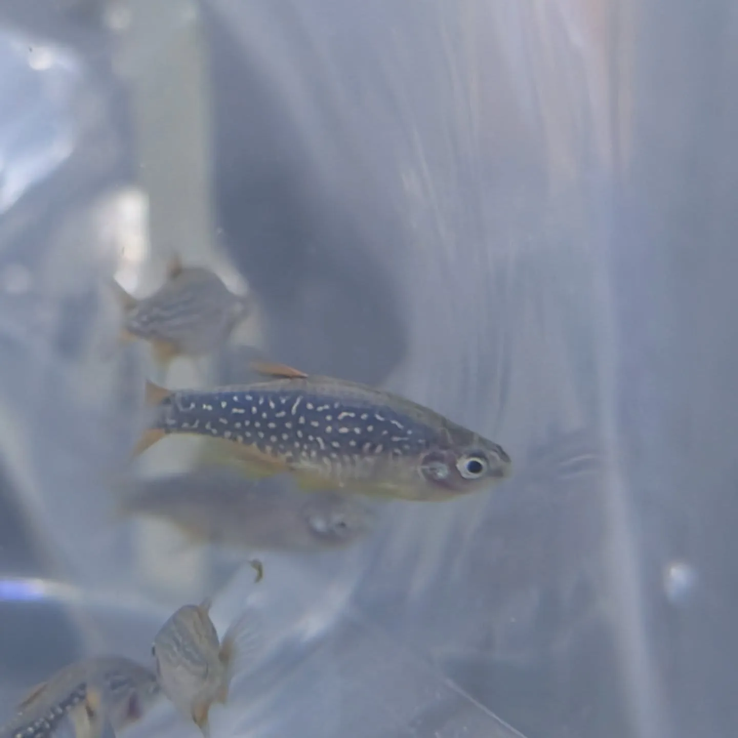 本日の入荷情報✨(カニ、金魚、熱帯魚)