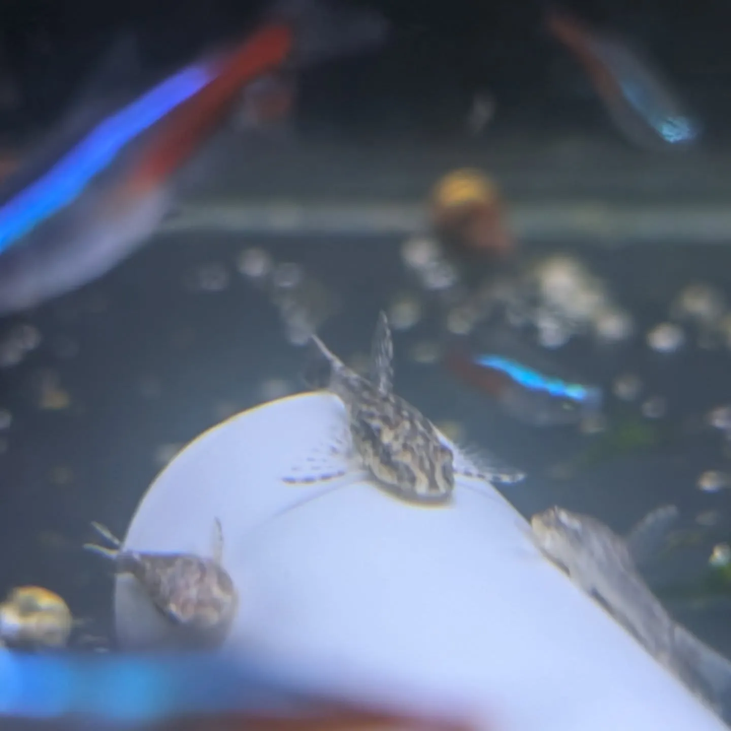 本日の入荷情報✨(カニ、金魚、熱帯魚)