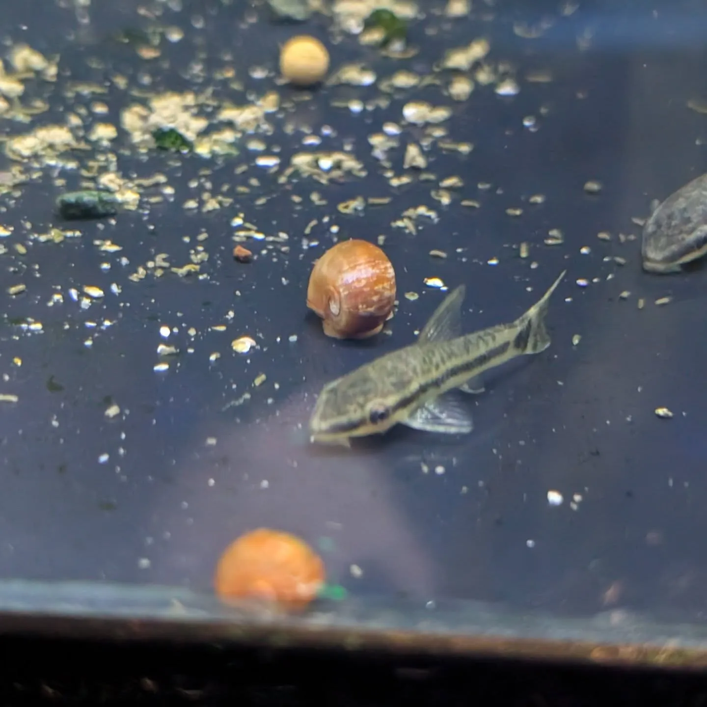 本日の入荷情報✨(カニ、金魚、熱帯魚)