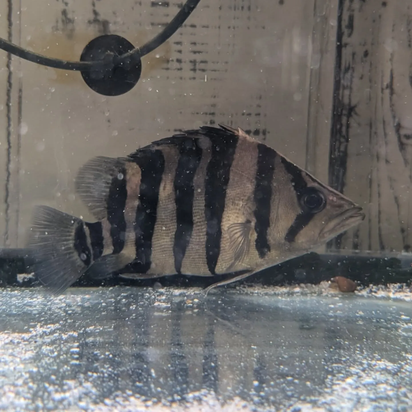 本日の入荷情報✨(熱帯魚、日本淡水魚、エビ、その他)