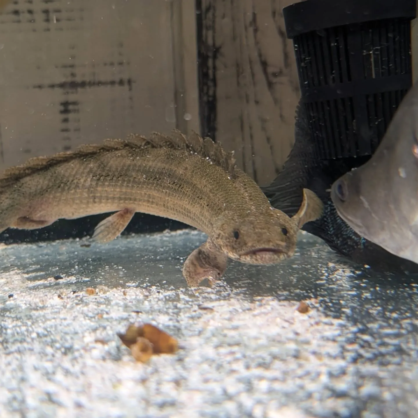 本日の入荷情報✨(熱帯魚、日本淡水魚、エビ、その他)