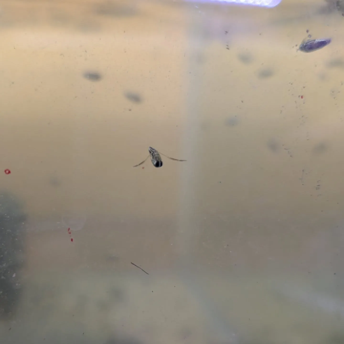 本日の入荷情報✨(熱帯魚、日本淡水魚、エビ、その他)