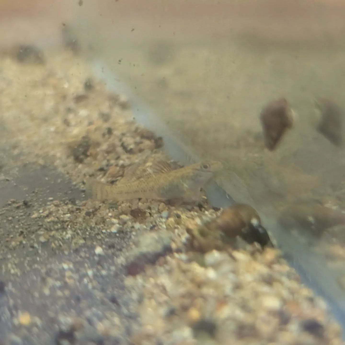 本日の入荷情報✨(熱帯魚、日本淡水魚、エビ、その他)