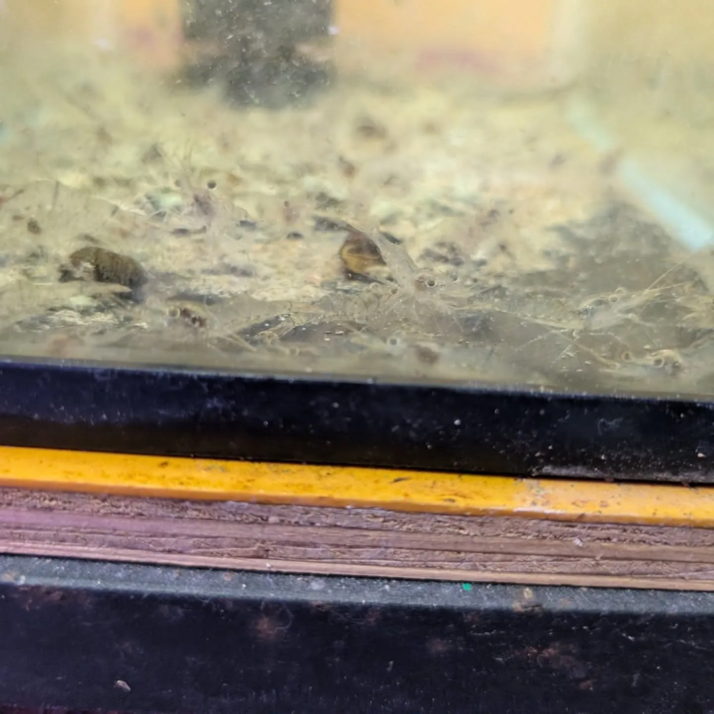 本日の入荷情報✨(熱帯魚、日本淡水魚、エビ、その他)