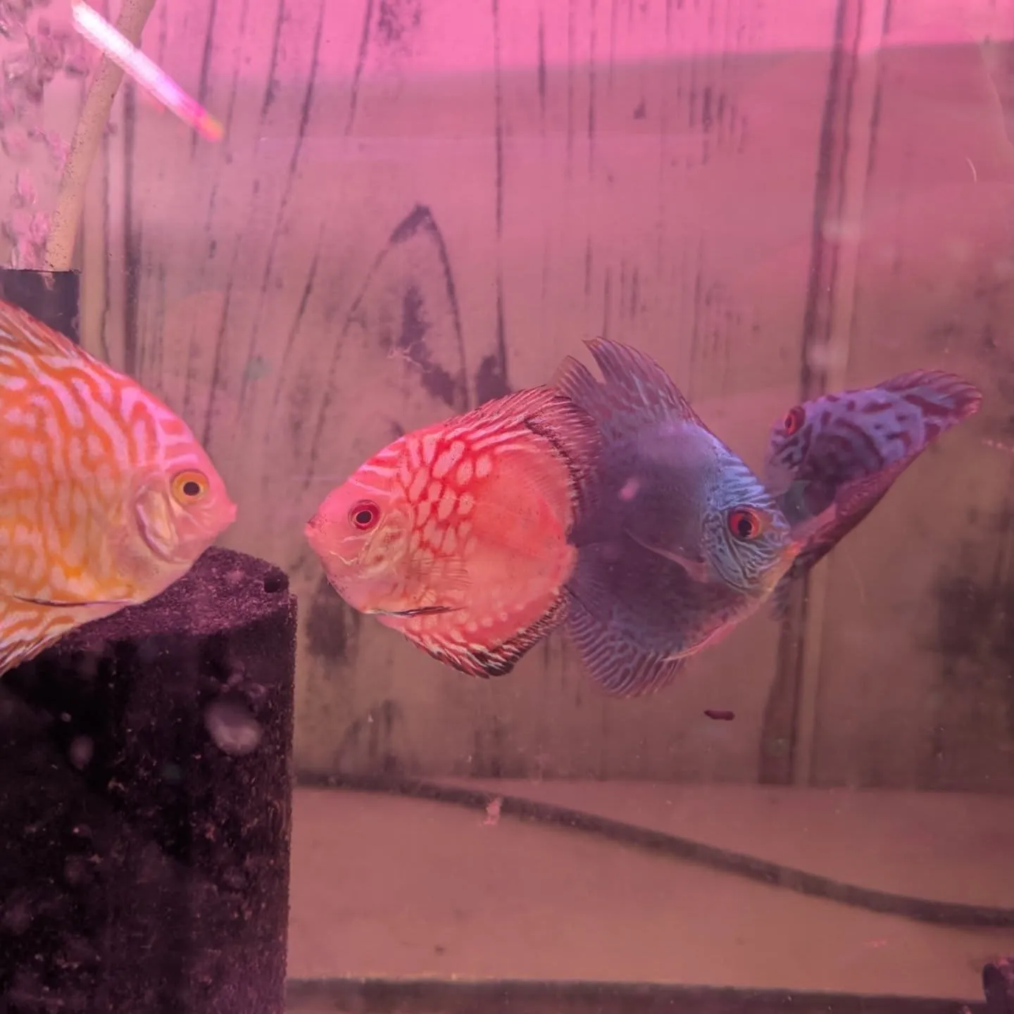 本日の入荷状態✨(熱帯魚、ベタ、エビ)