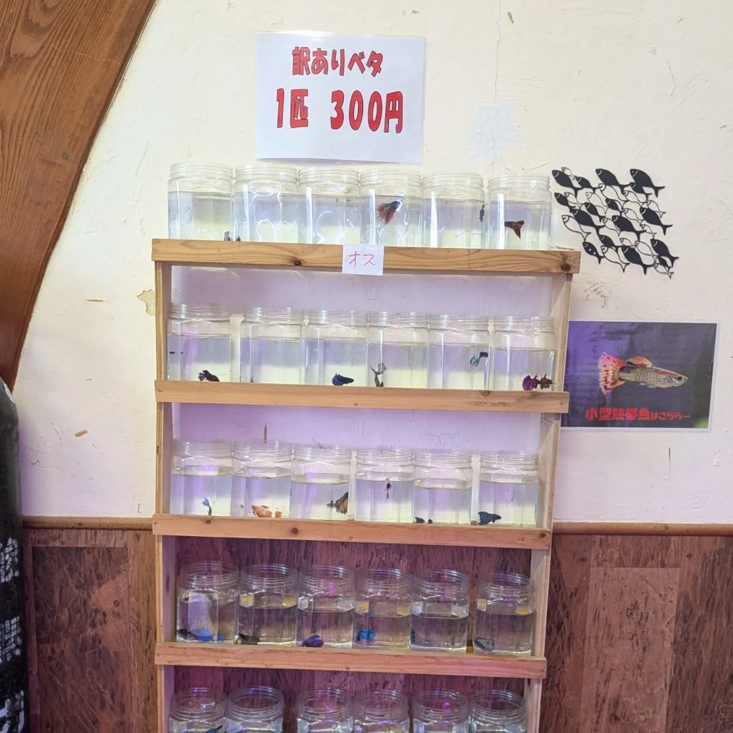 本日の入荷状態✨(熱帯魚、ベタ、エビ)
