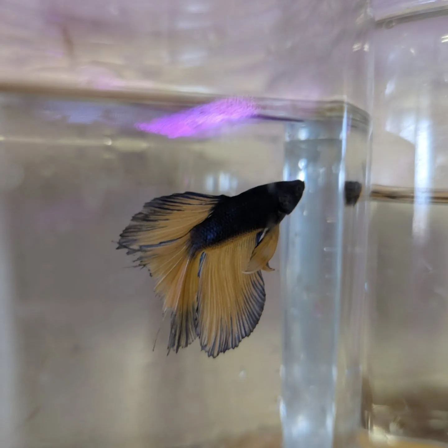 本日の入荷状態✨(熱帯魚、ベタ、エビ)