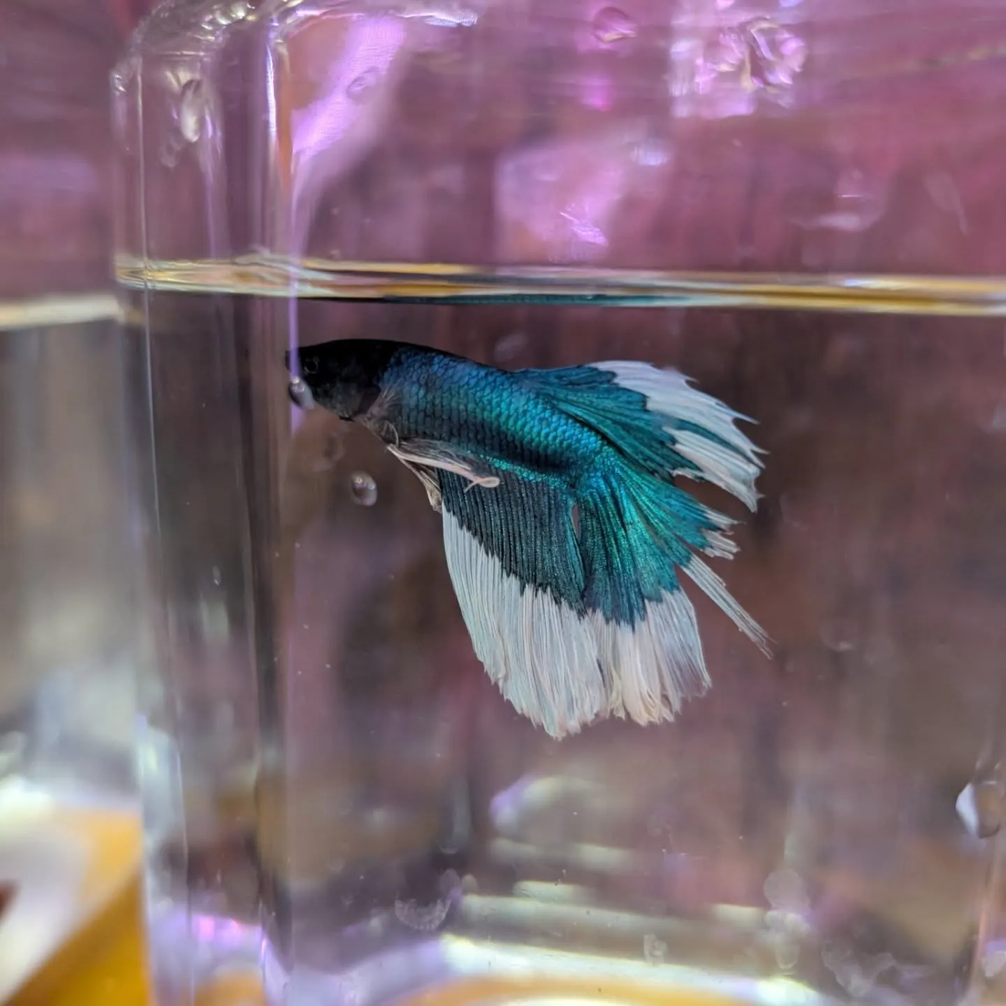 本日の入荷状態✨(熱帯魚、ベタ、エビ)