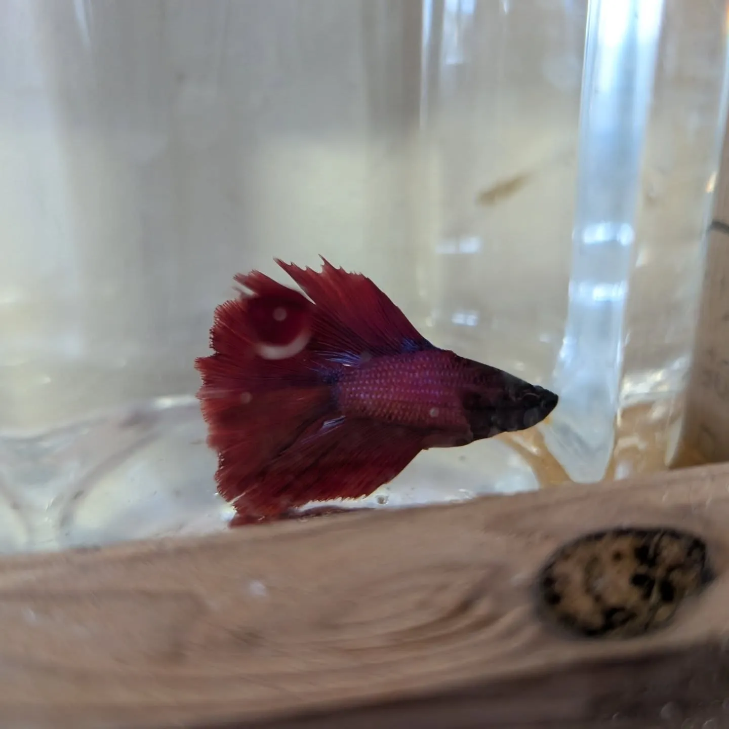 本日の入荷状態✨(熱帯魚、ベタ、エビ)