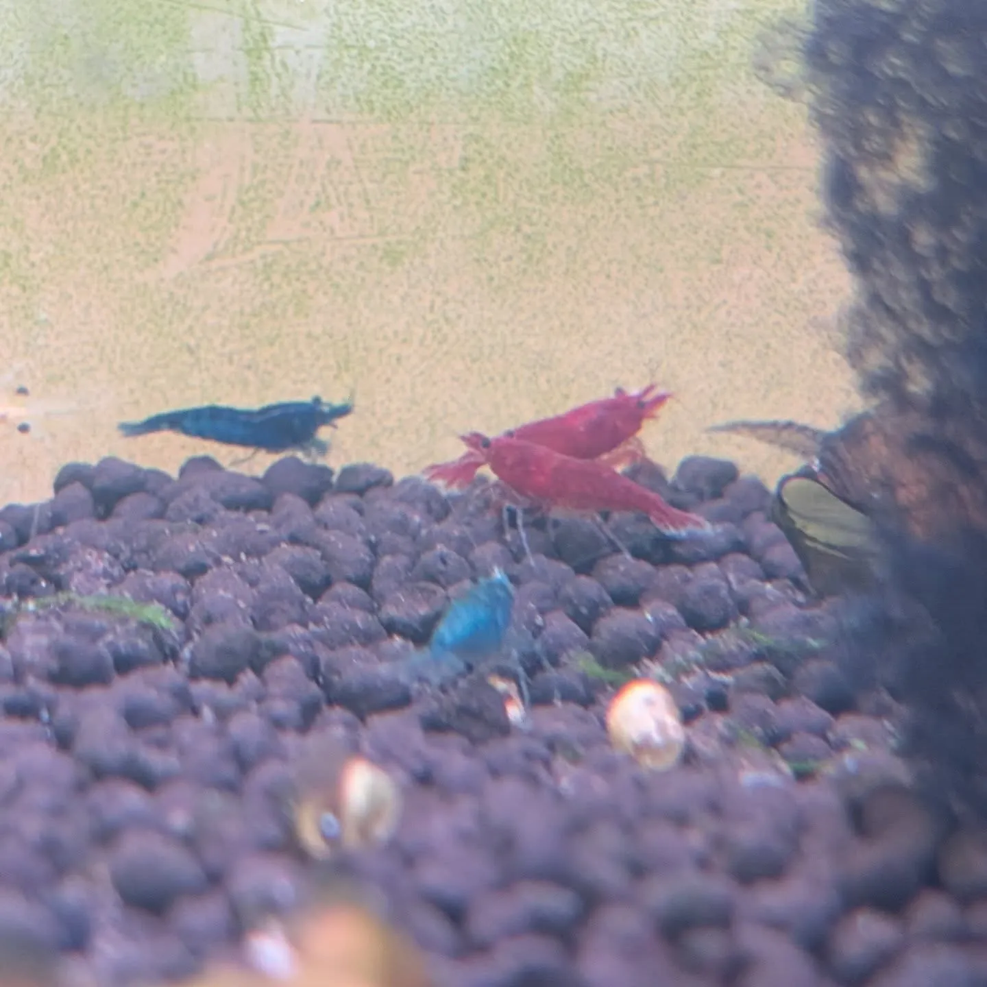 本日の入荷状態✨(熱帯魚、ベタ、エビ)