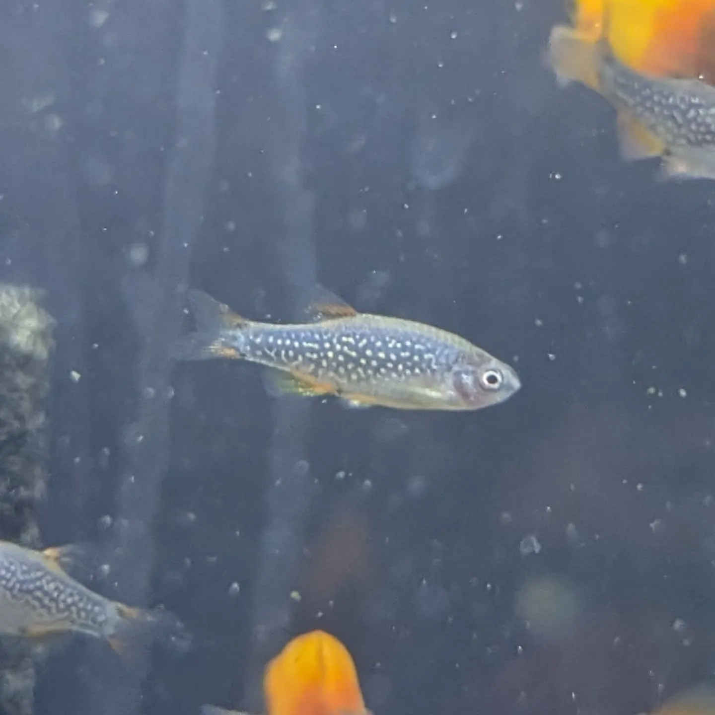 本日の入荷状態✨(熱帯魚、ベタ、エビ)