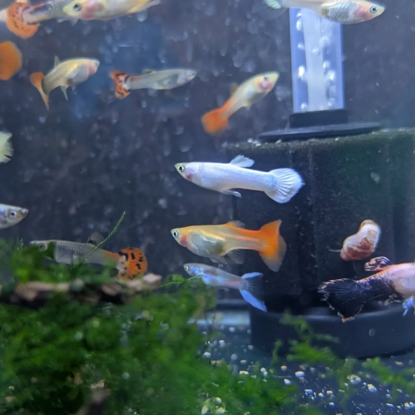 本日の入荷状態✨(熱帯魚、ベタ、エビ)