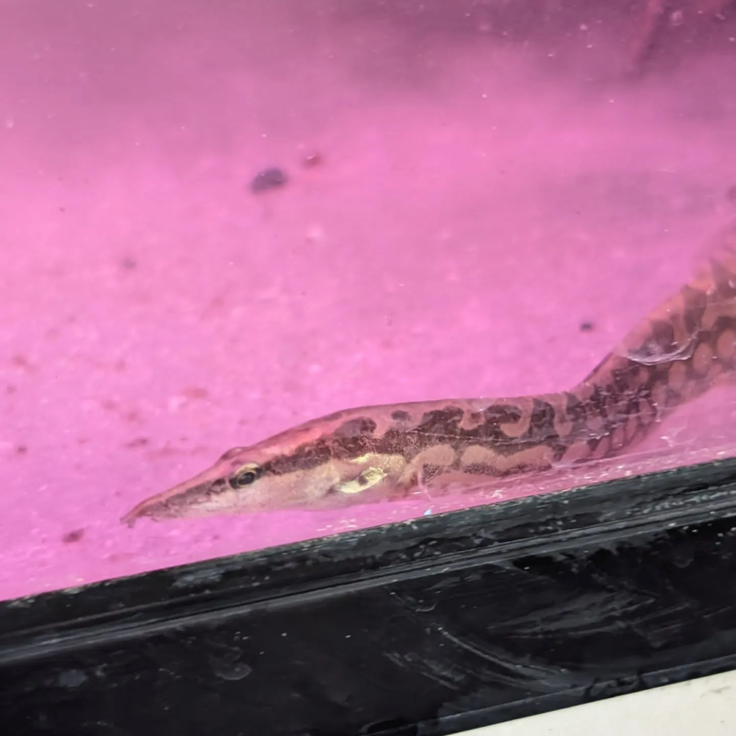 本日の入荷情報✨(熱帯魚、水草)