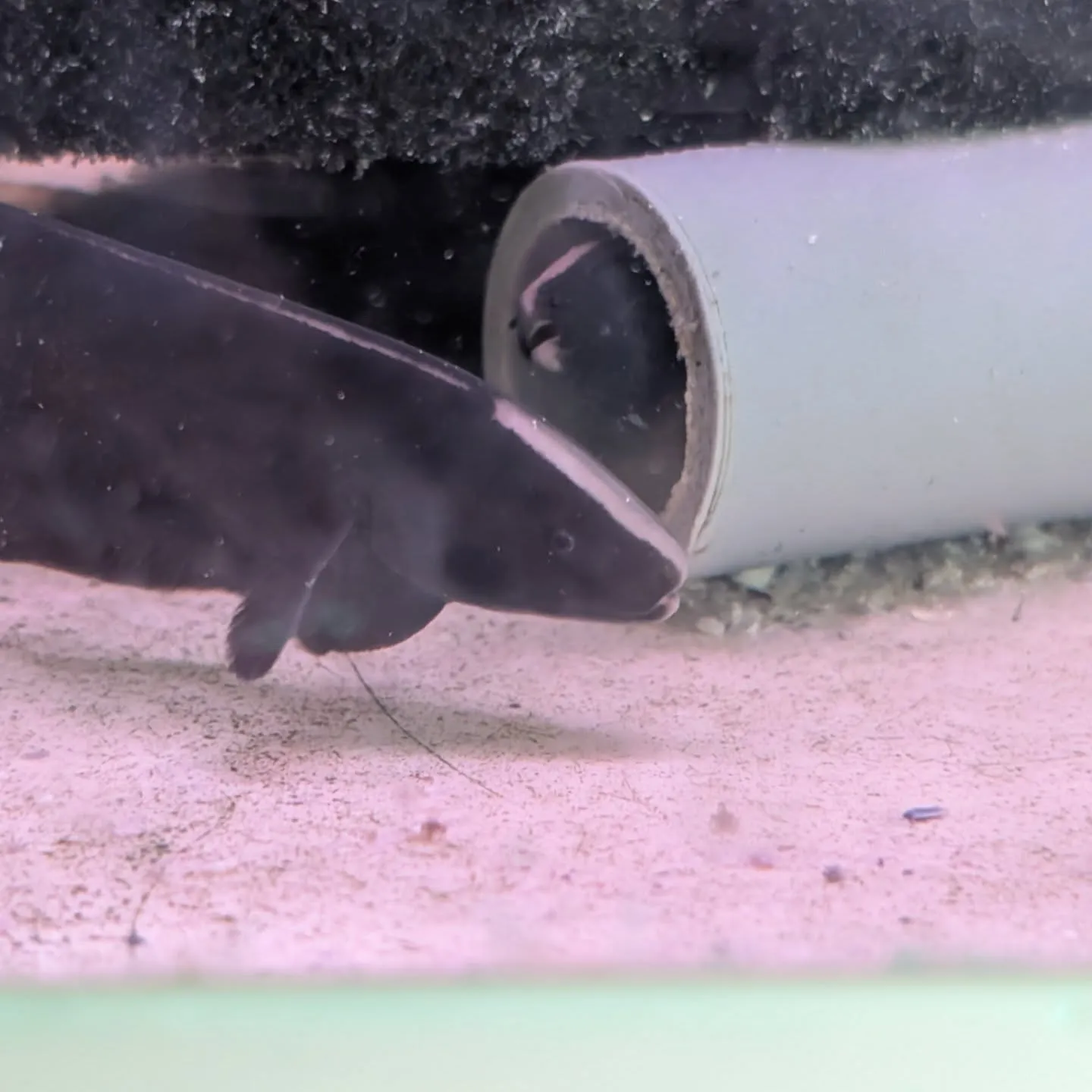 本日の入荷情報✨(熱帯魚、水草)