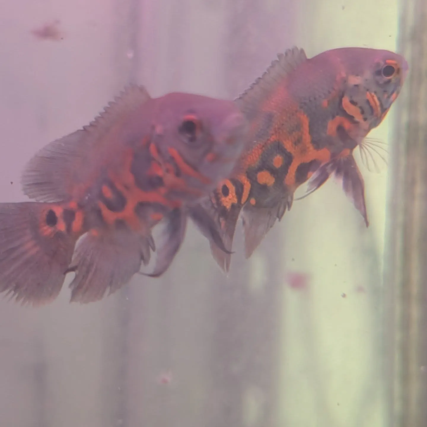 本日の入荷情報✨(熱帯魚、水草)