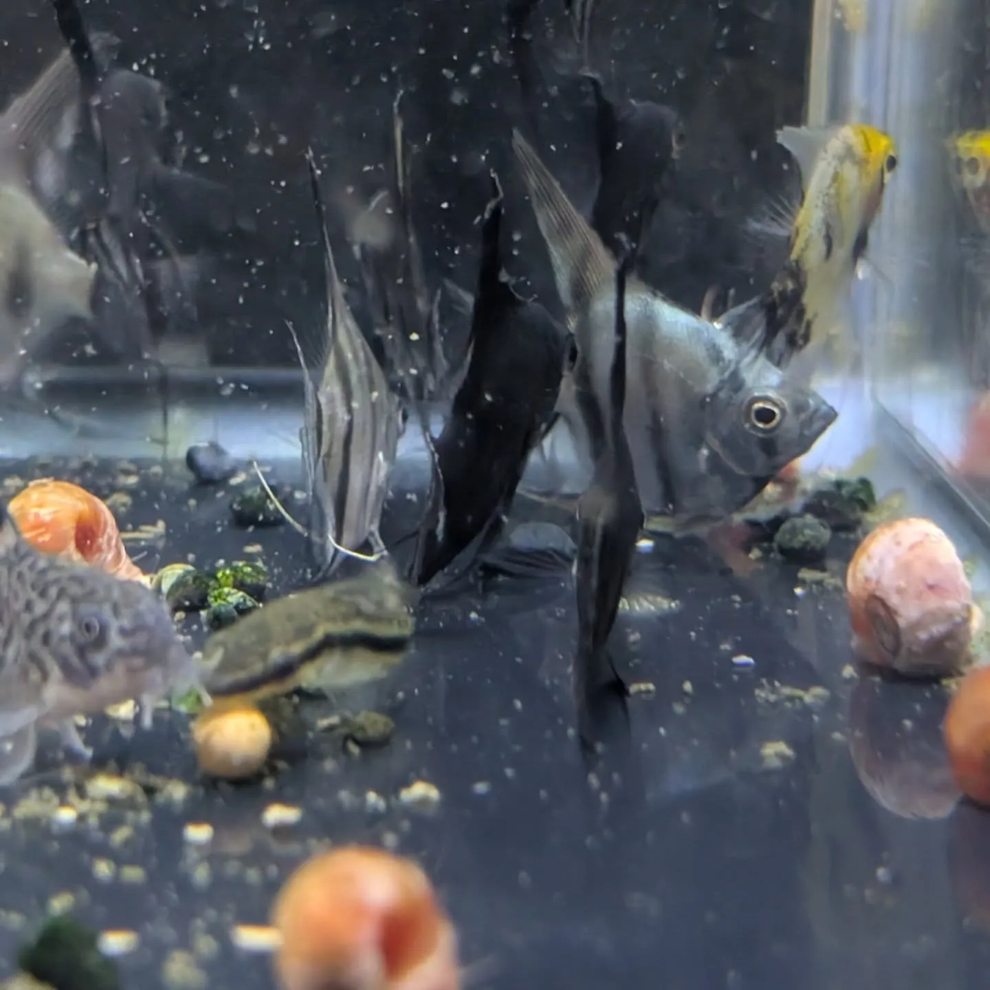 本日の入荷情報✨(熱帯魚、水草)