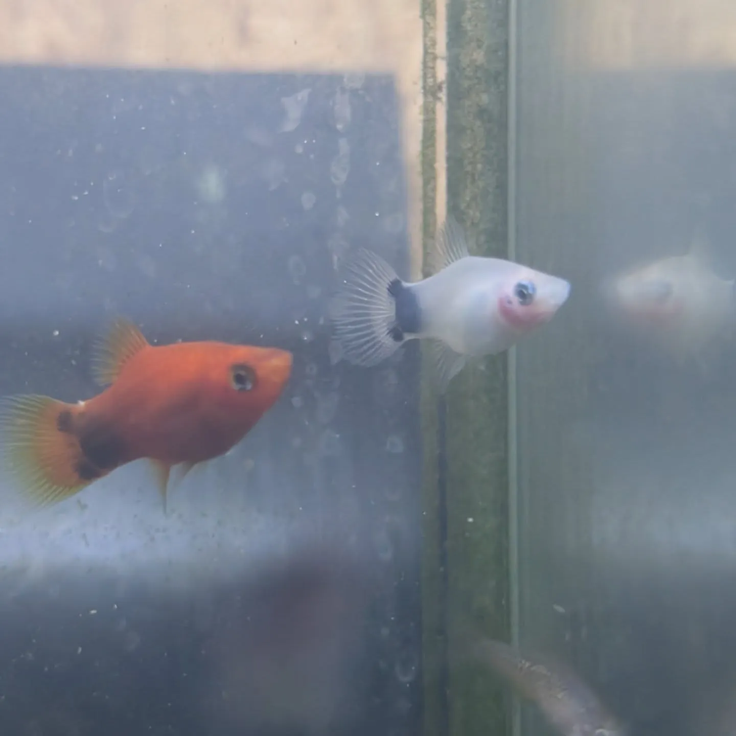 本日の入荷情報✨(熱帯魚、水草)