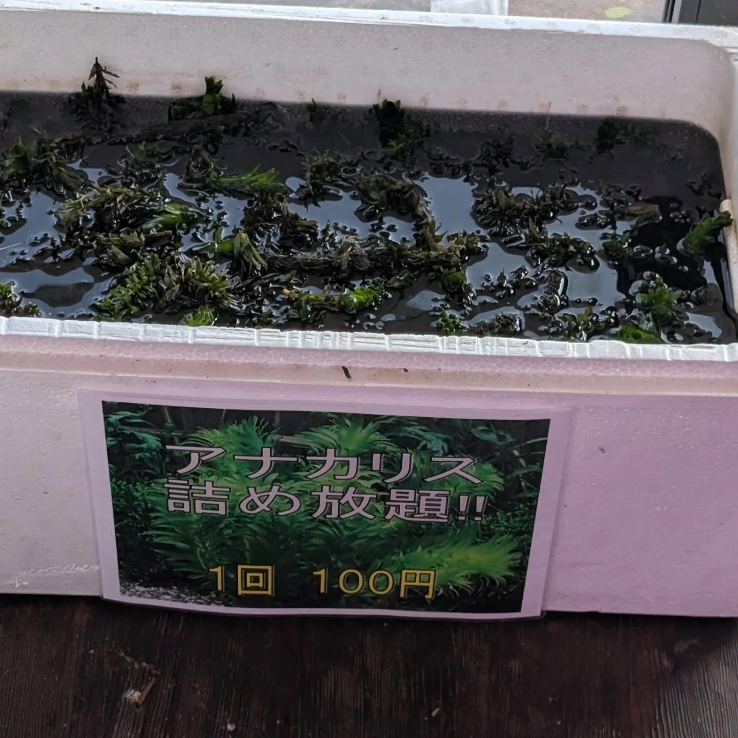 本日の入荷情報✨(熱帯魚、水草)