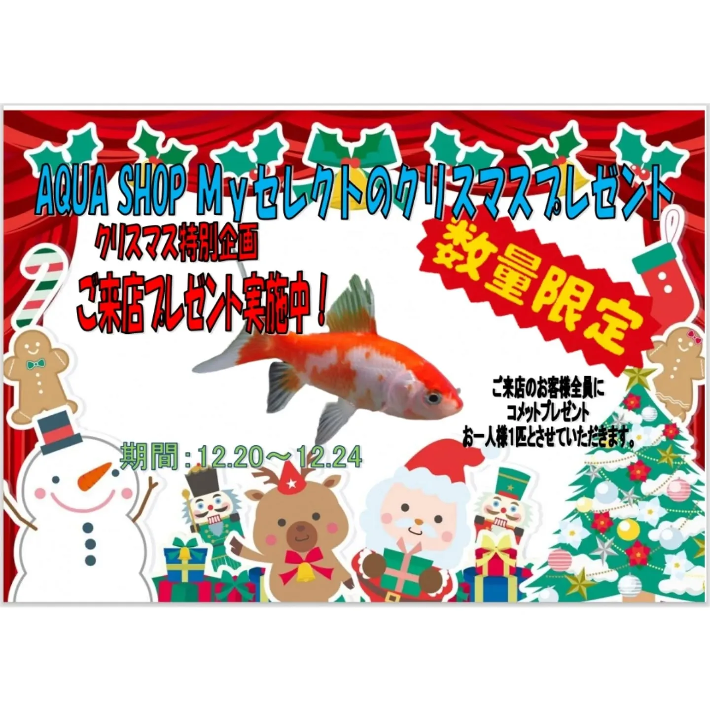 本日の入荷情報✨(熱帯魚、水草)