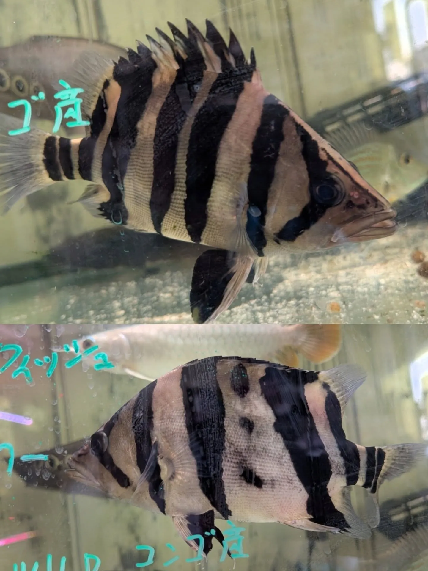 本日の入荷情報✨(熱帯魚)