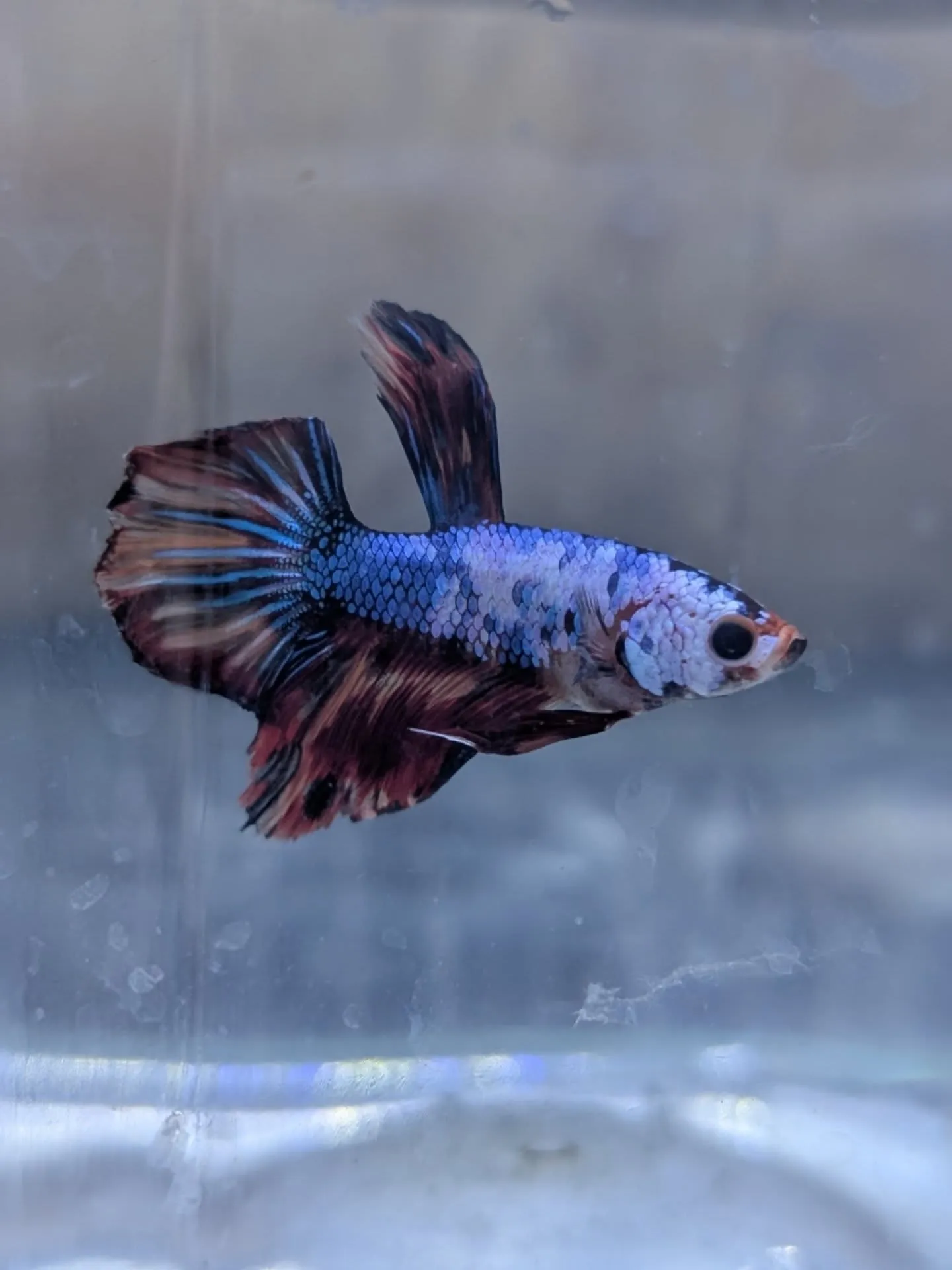 本日の入荷情報✨(熱帯魚)