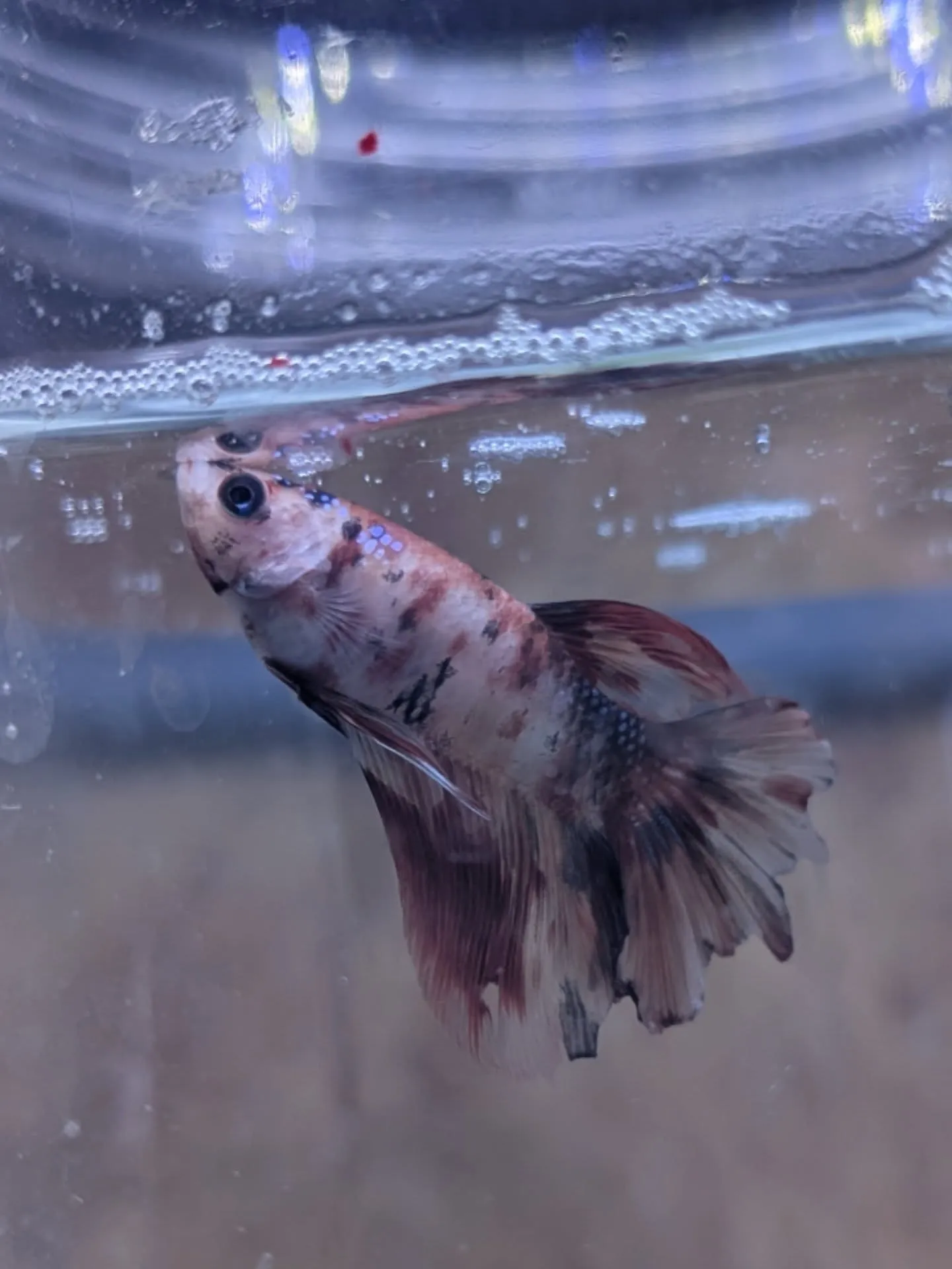 本日の入荷情報✨(熱帯魚)