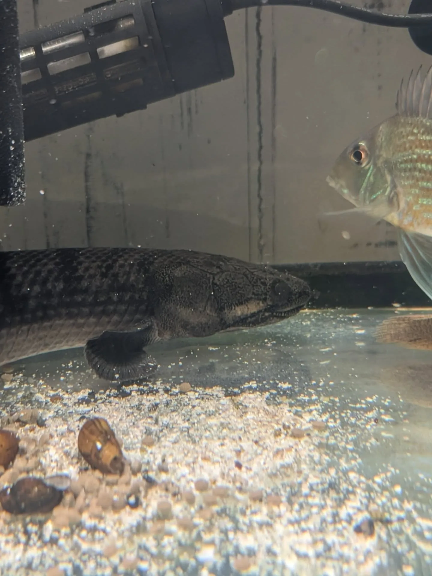 本日の入荷情報✨(熱帯魚)