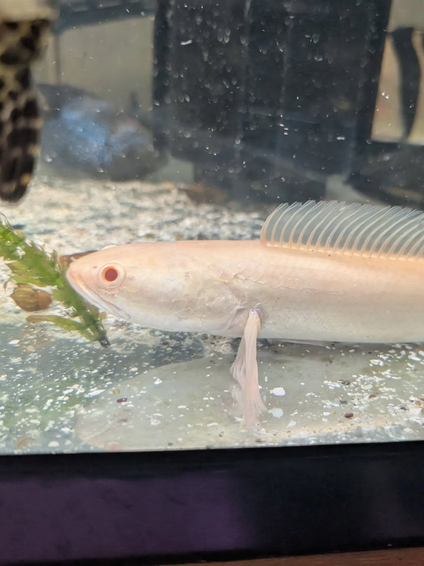 本日の入荷情報✨(熱帯魚)