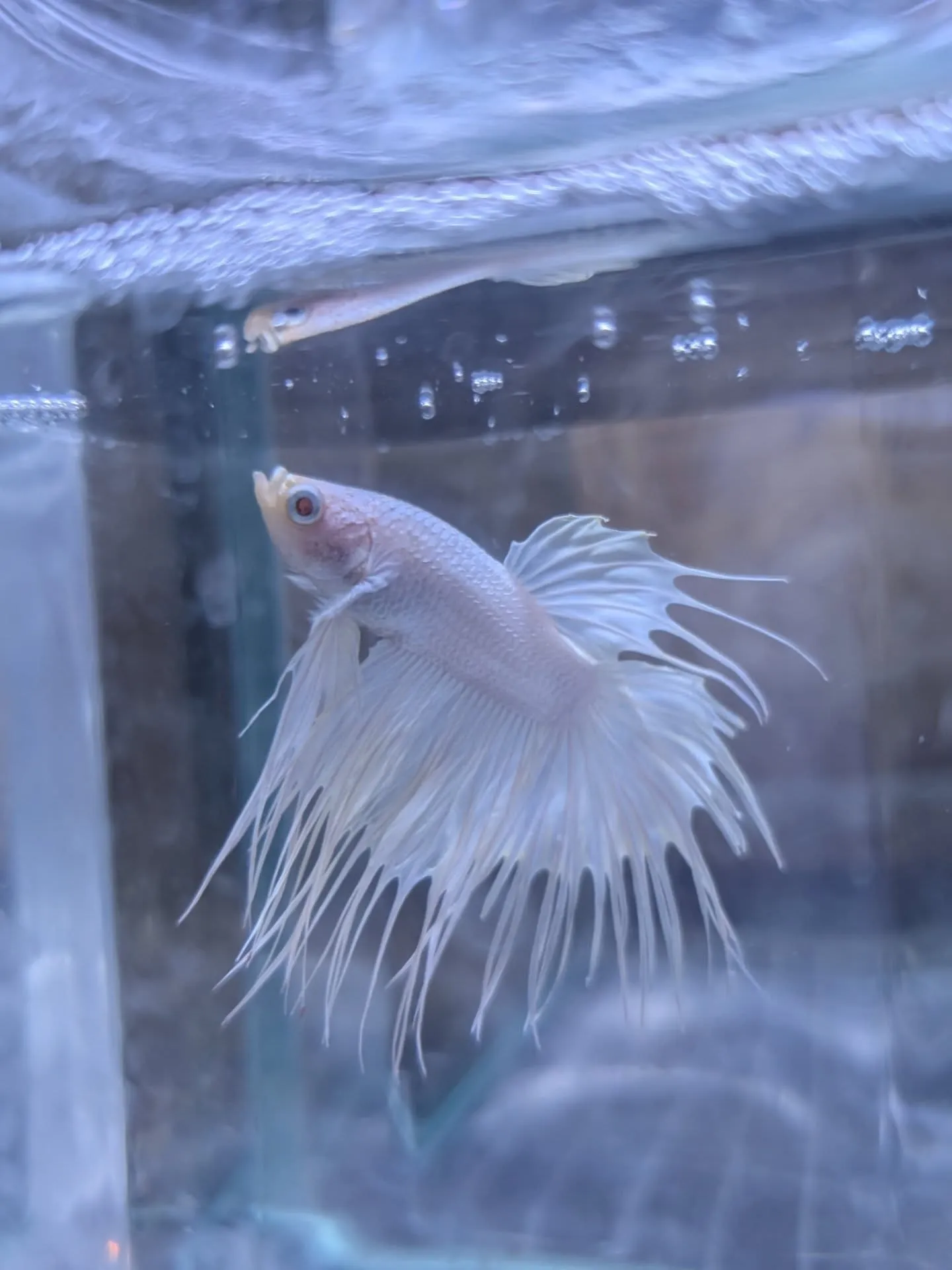 本日の入荷情報✨(熱帯魚)