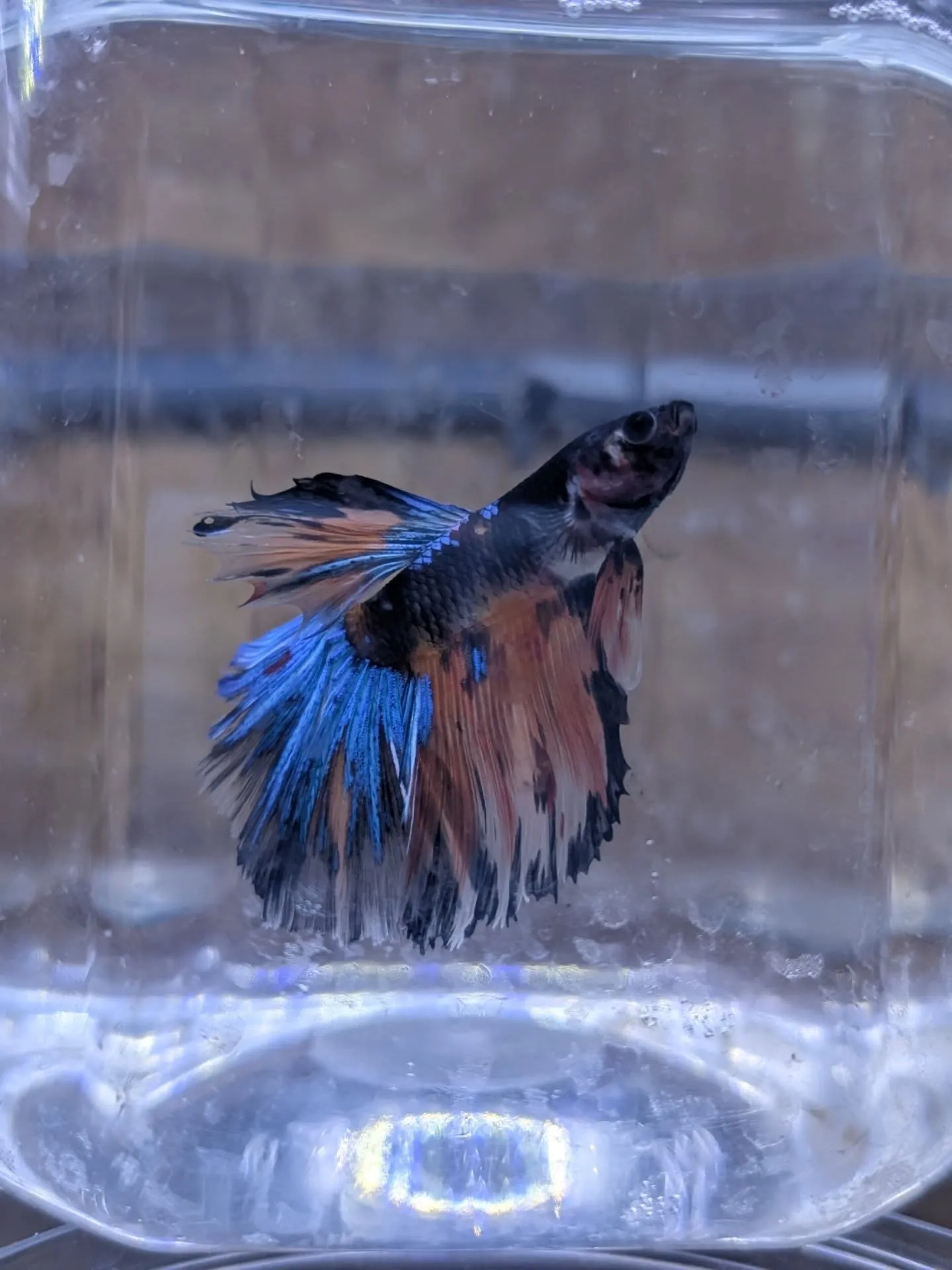 本日の入荷情報✨(熱帯魚)