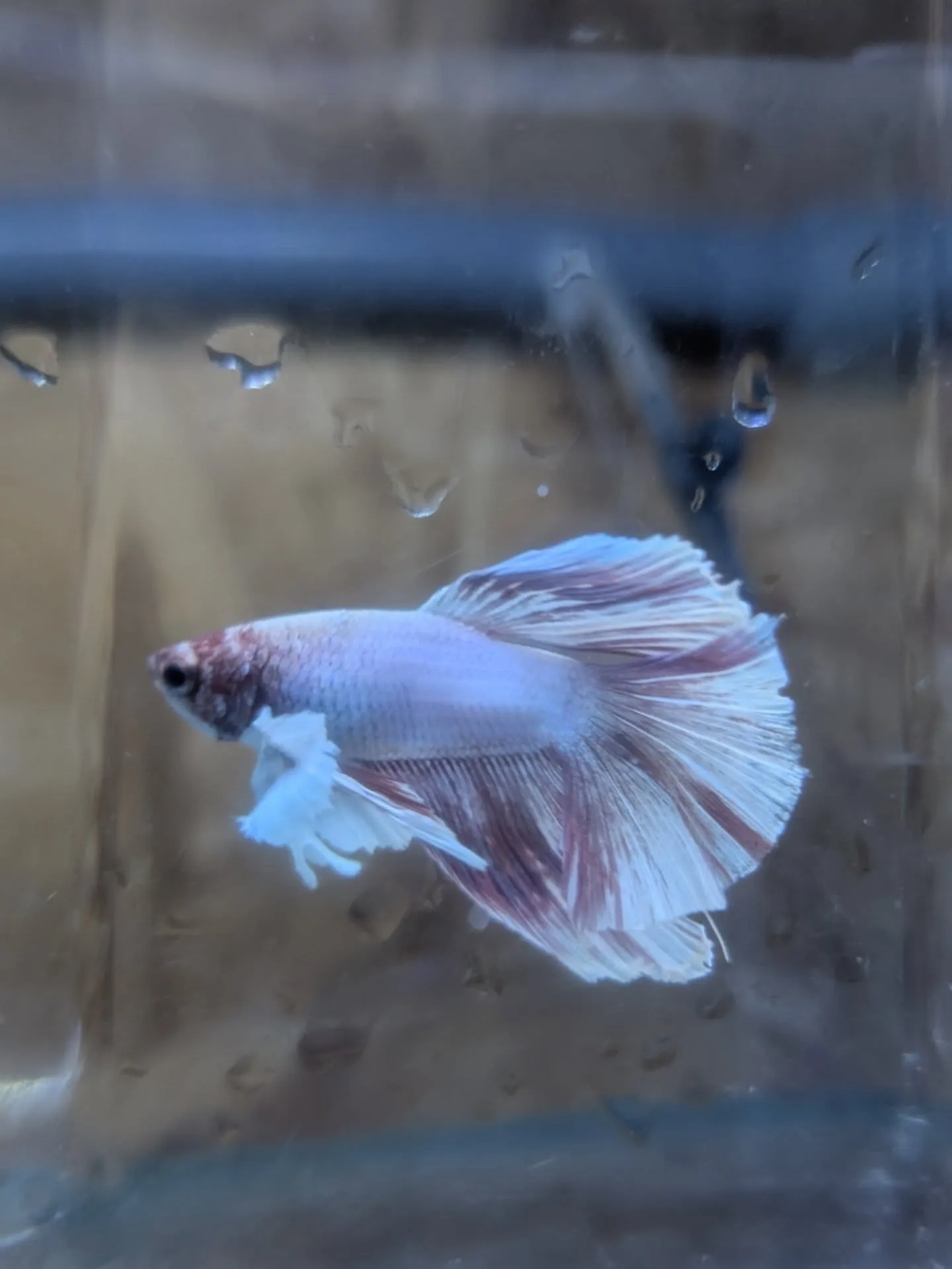 本日の入荷情報✨(熱帯魚)