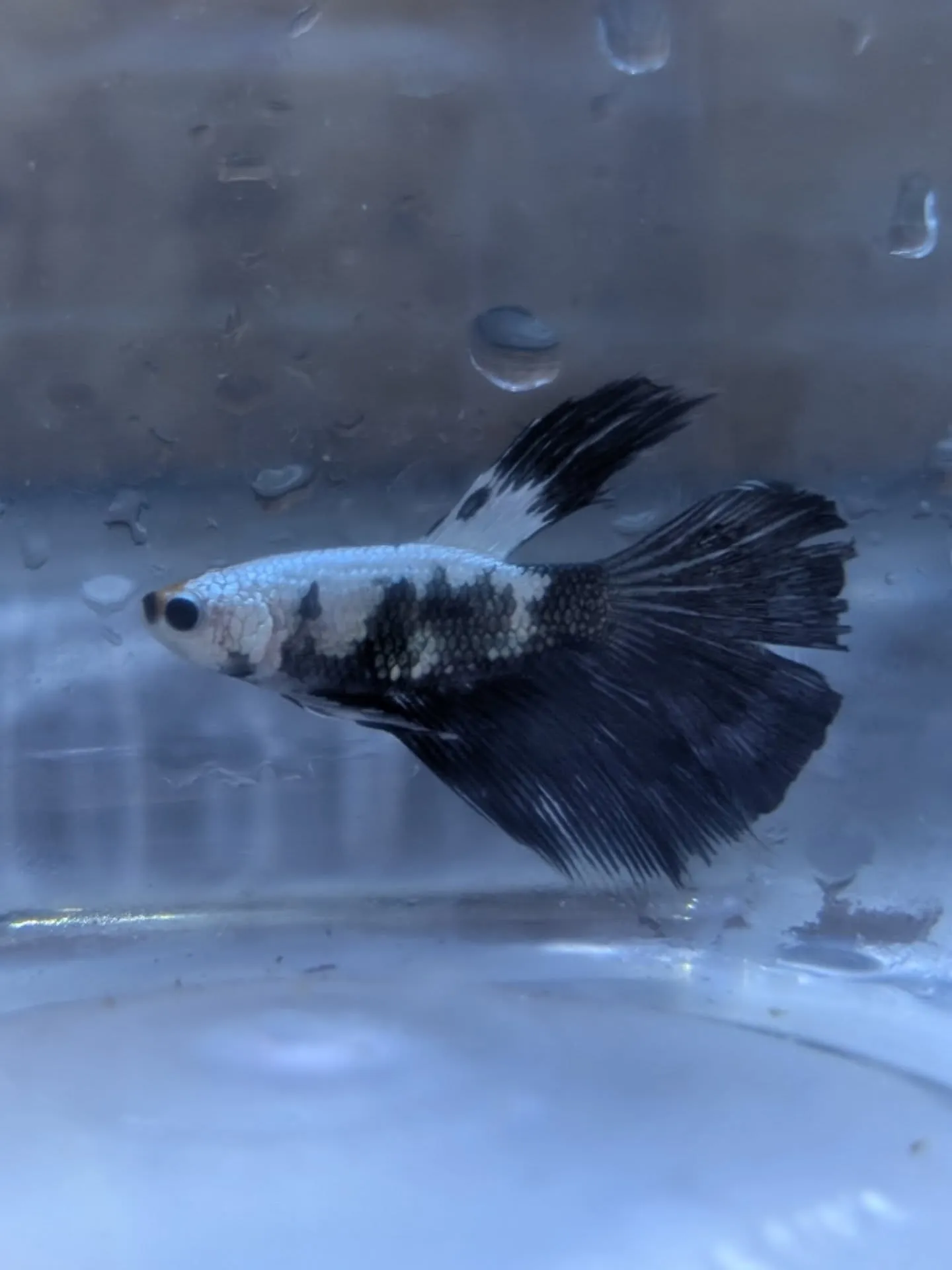 本日の入荷情報✨(熱帯魚)