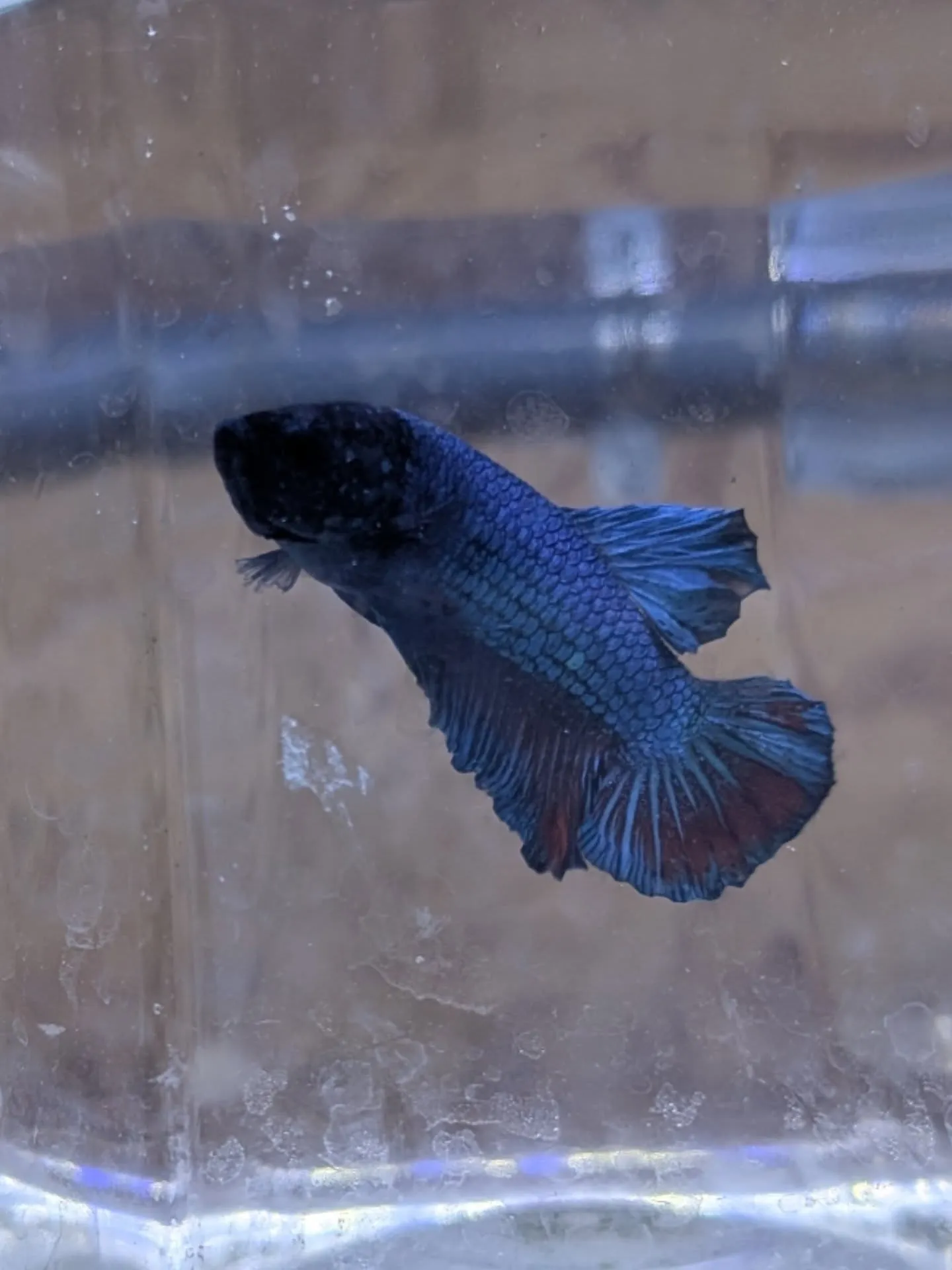 本日の入荷情報✨(熱帯魚)