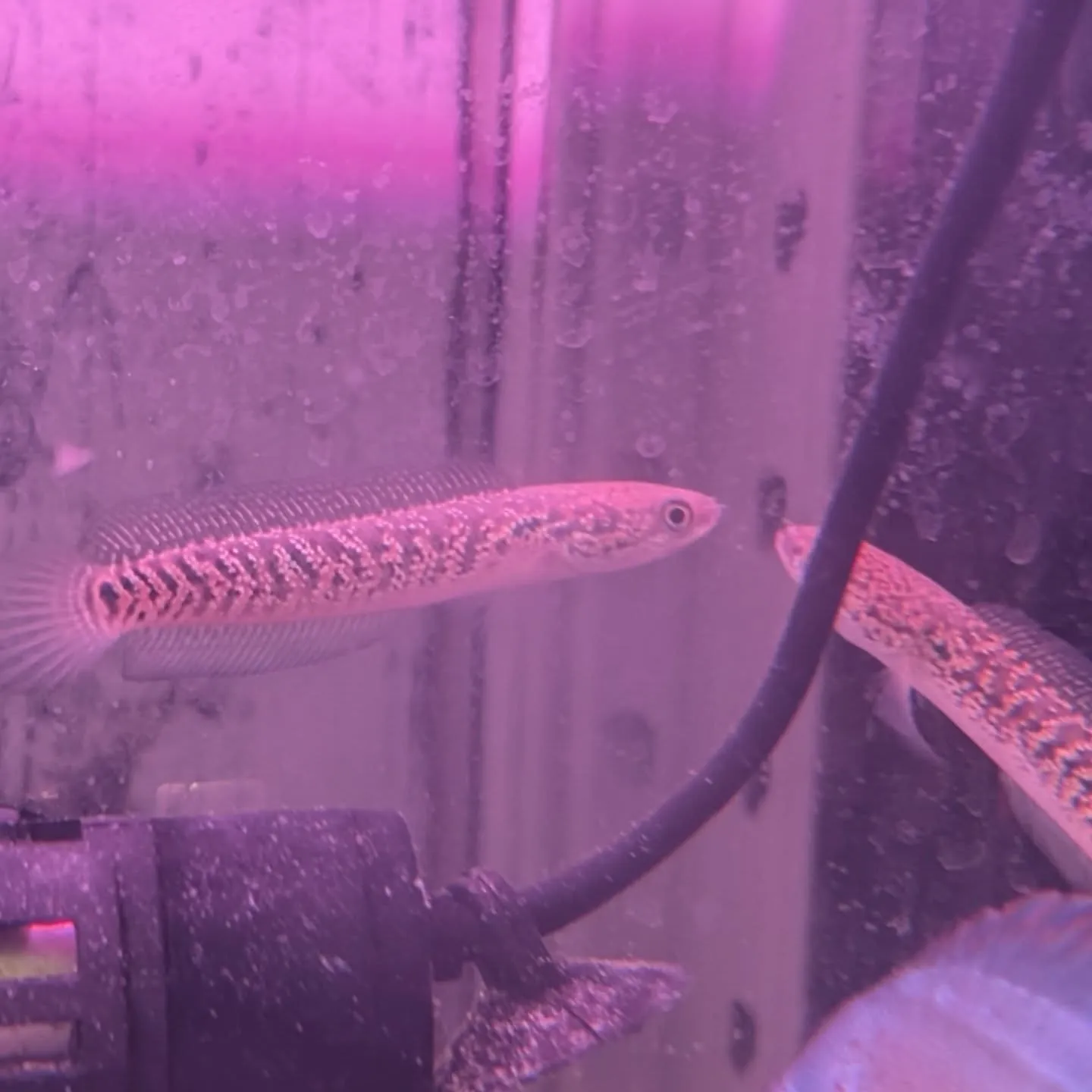 本日の入荷情報✨(熱帯魚)