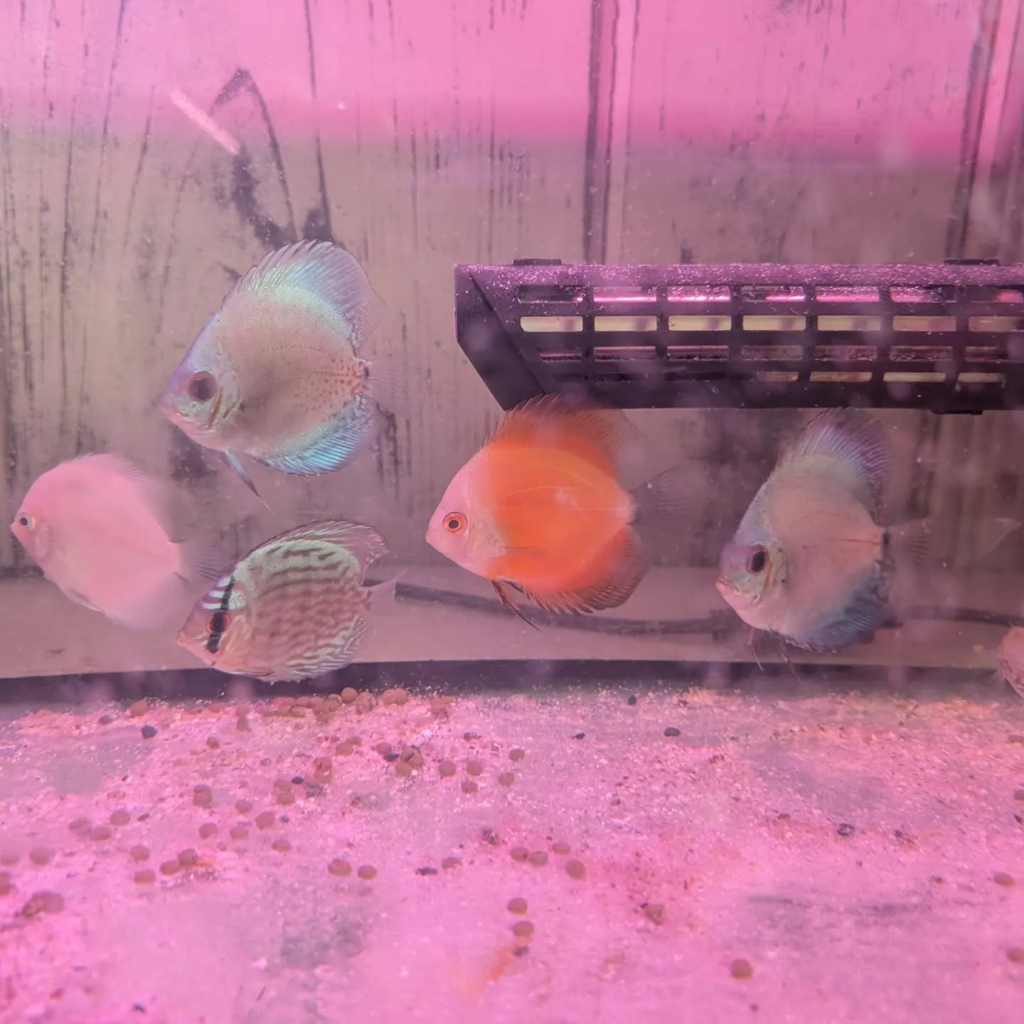 本日の入荷情報✨(熱帯魚)