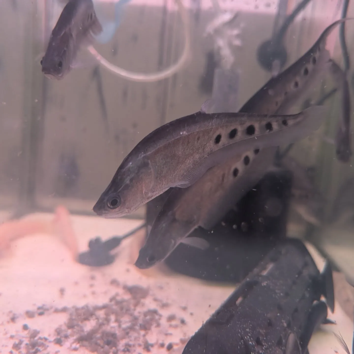 本日の入荷情報✨(熱帯魚)