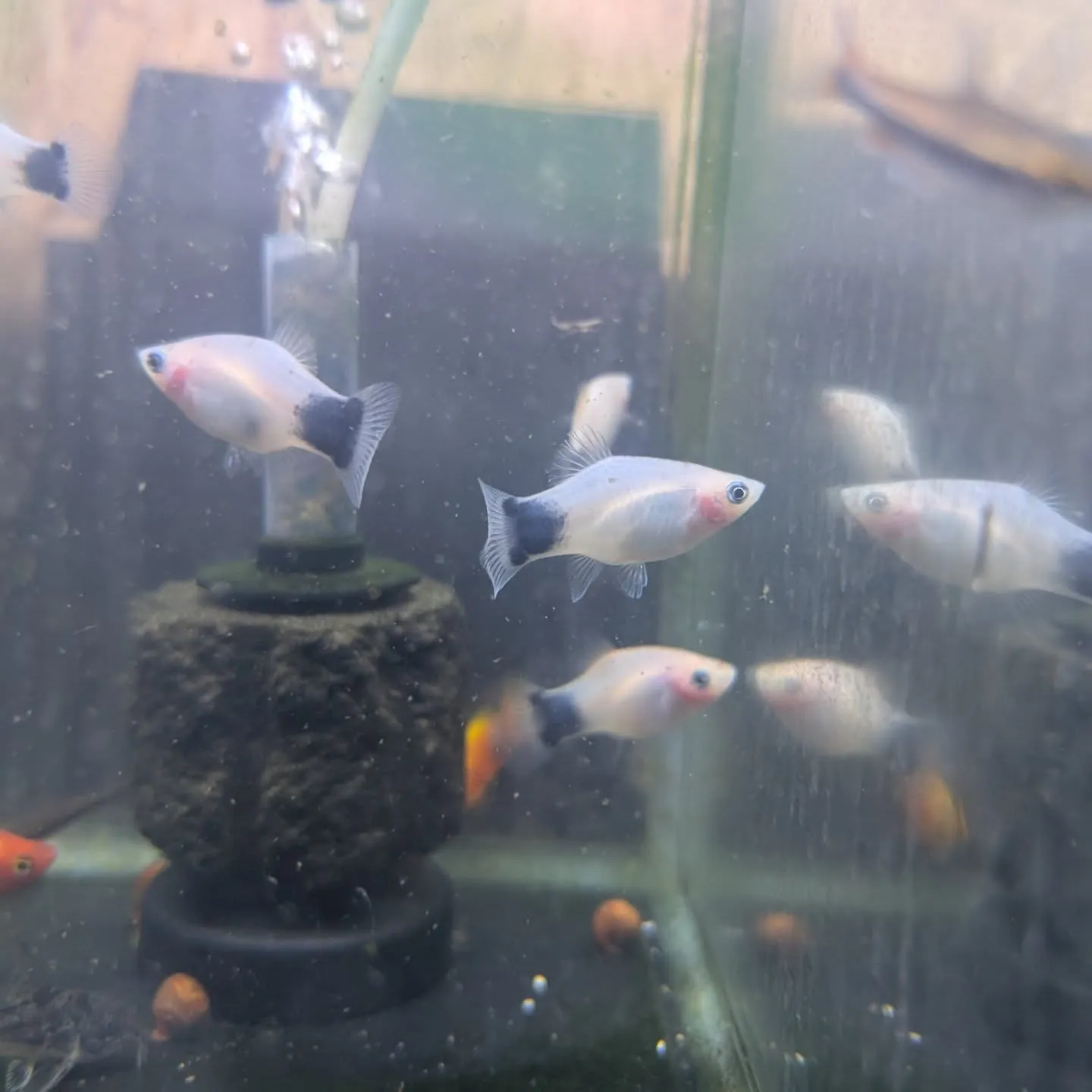 本日の入荷情報✨(熱帯魚)