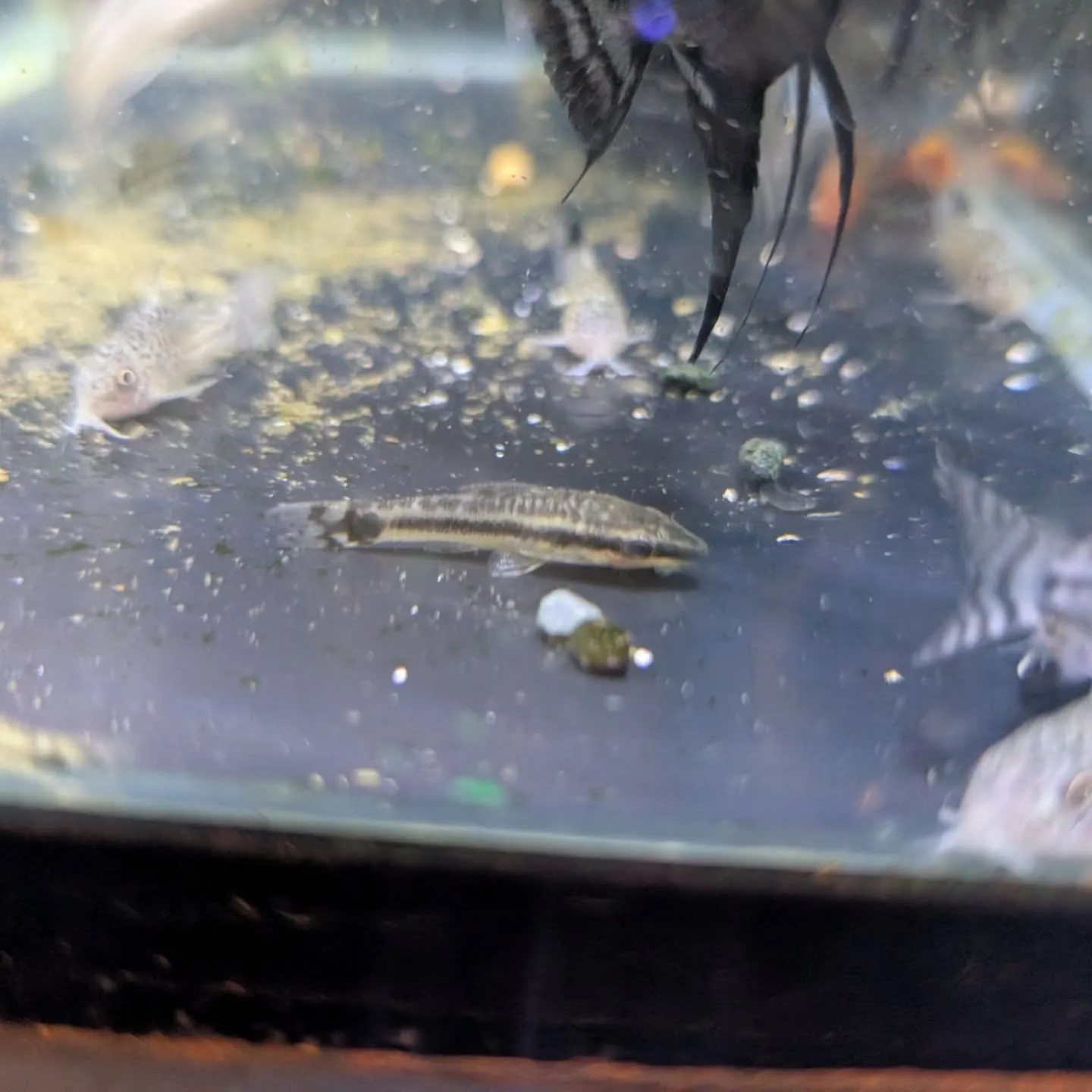 本日の入荷情報✨(熱帯魚)