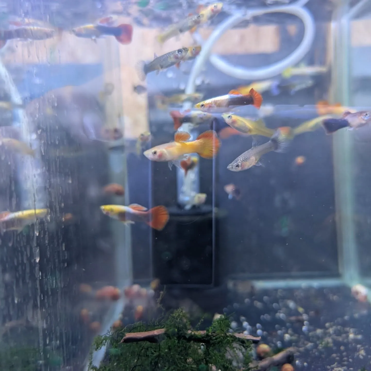 本日の入荷情報✨(熱帯魚)