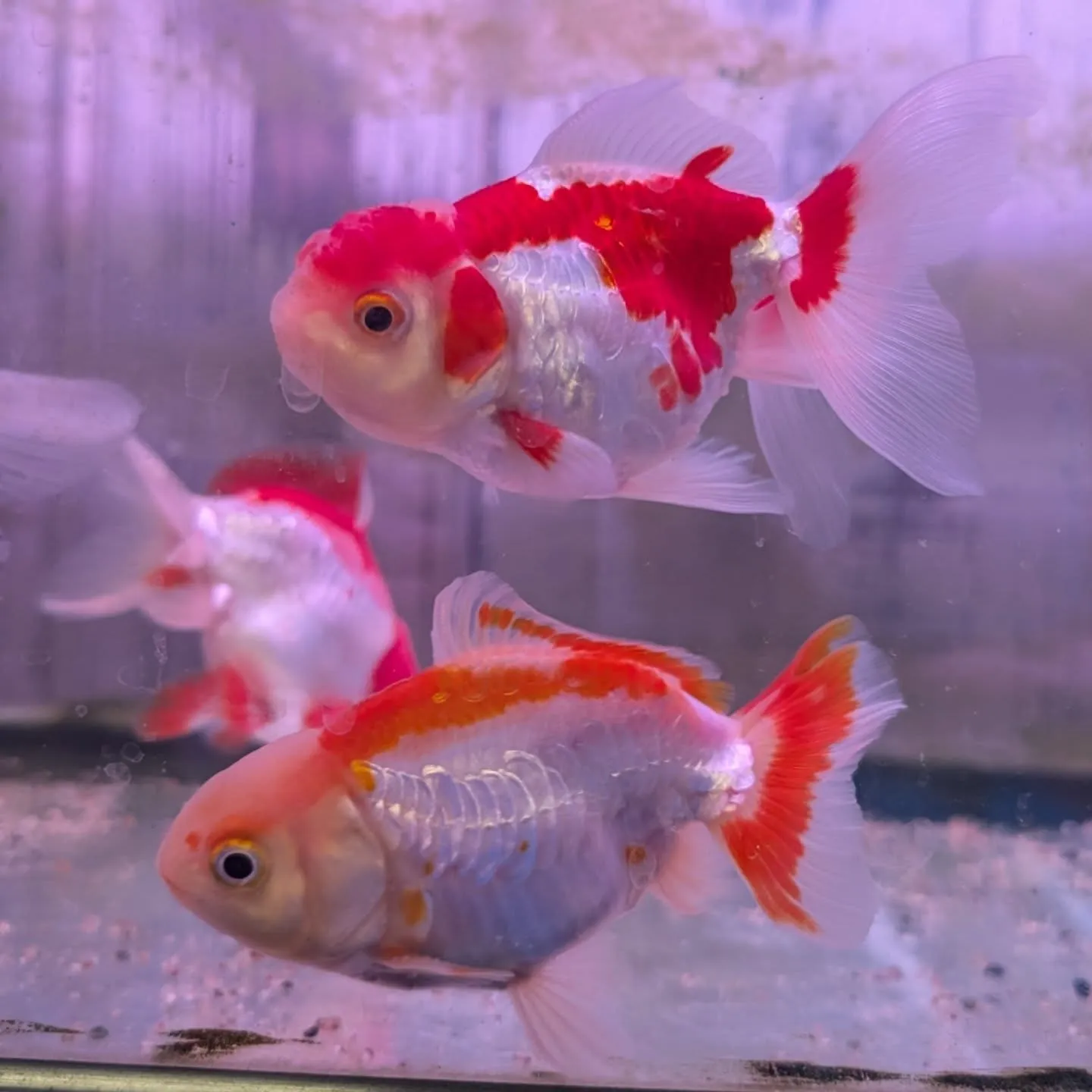 本日の入荷情報✨(金魚、熱帯魚)