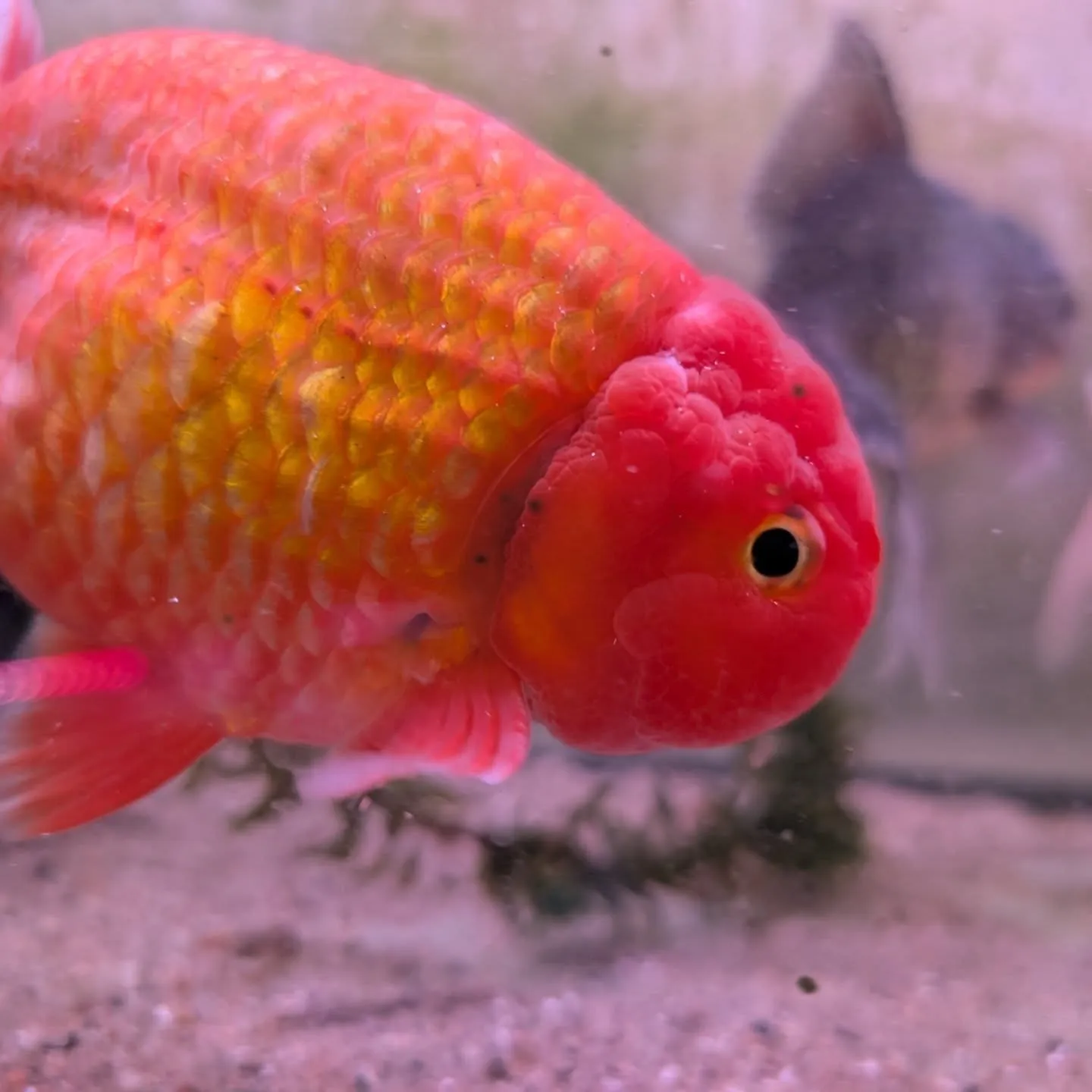 本日の入荷情報✨(金魚、熱帯魚)