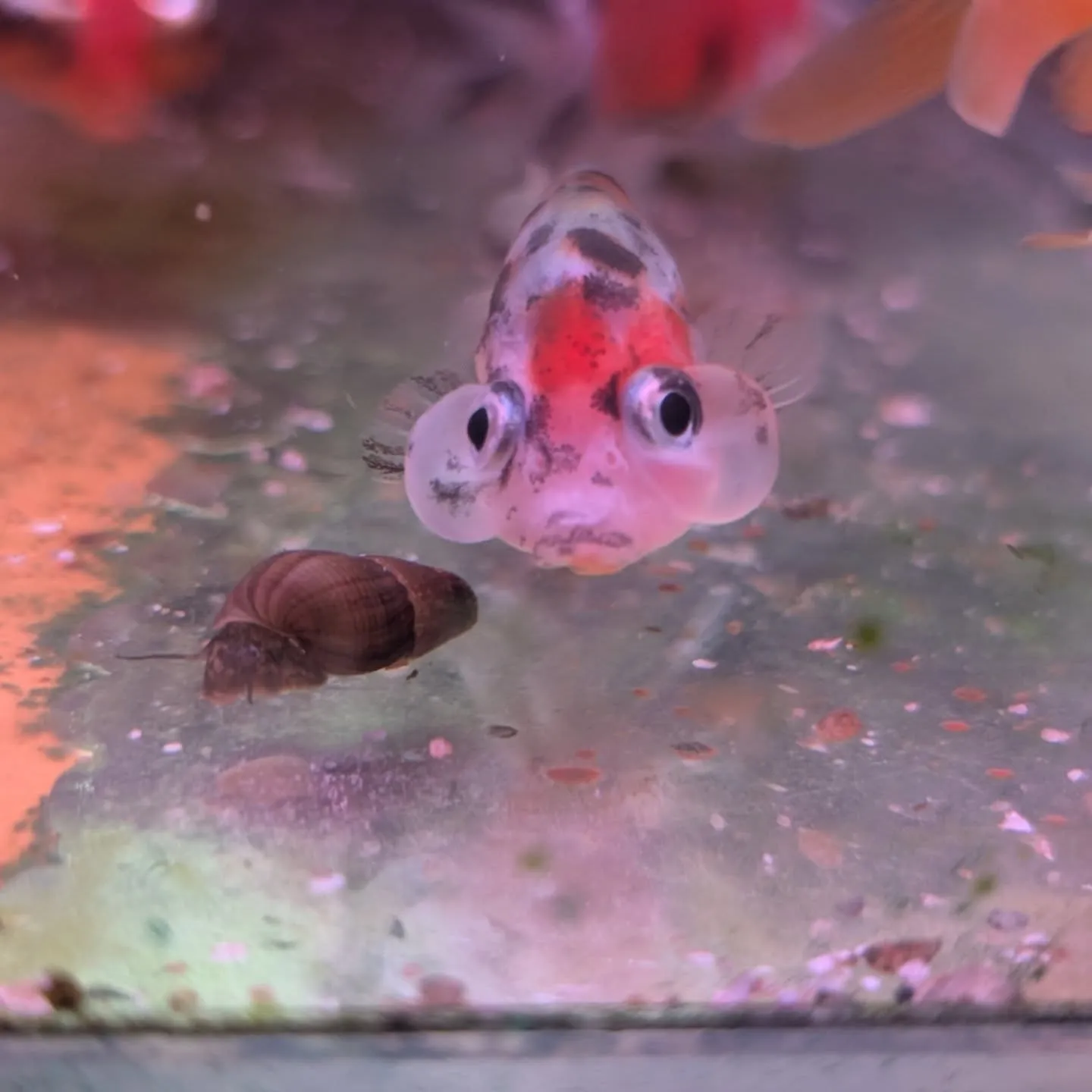 本日の入荷情報✨(金魚、熱帯魚)