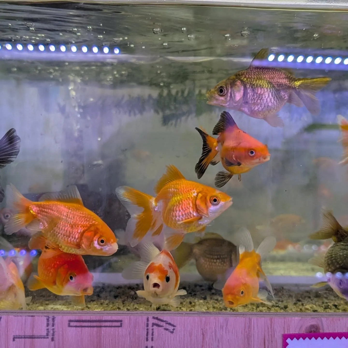 本日の入荷情報✨(金魚、熱帯魚)