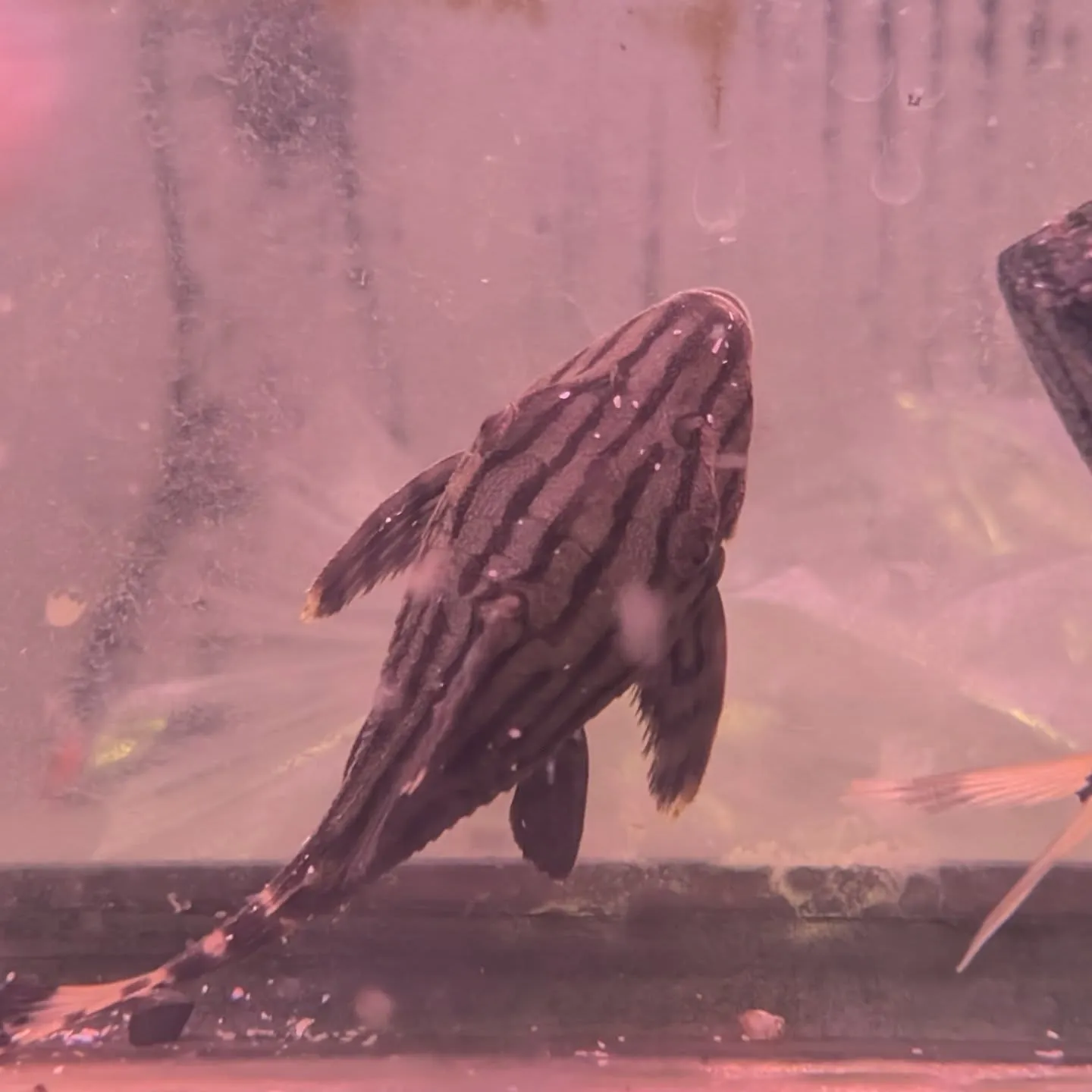 本日の入荷情報✨(金魚、熱帯魚)