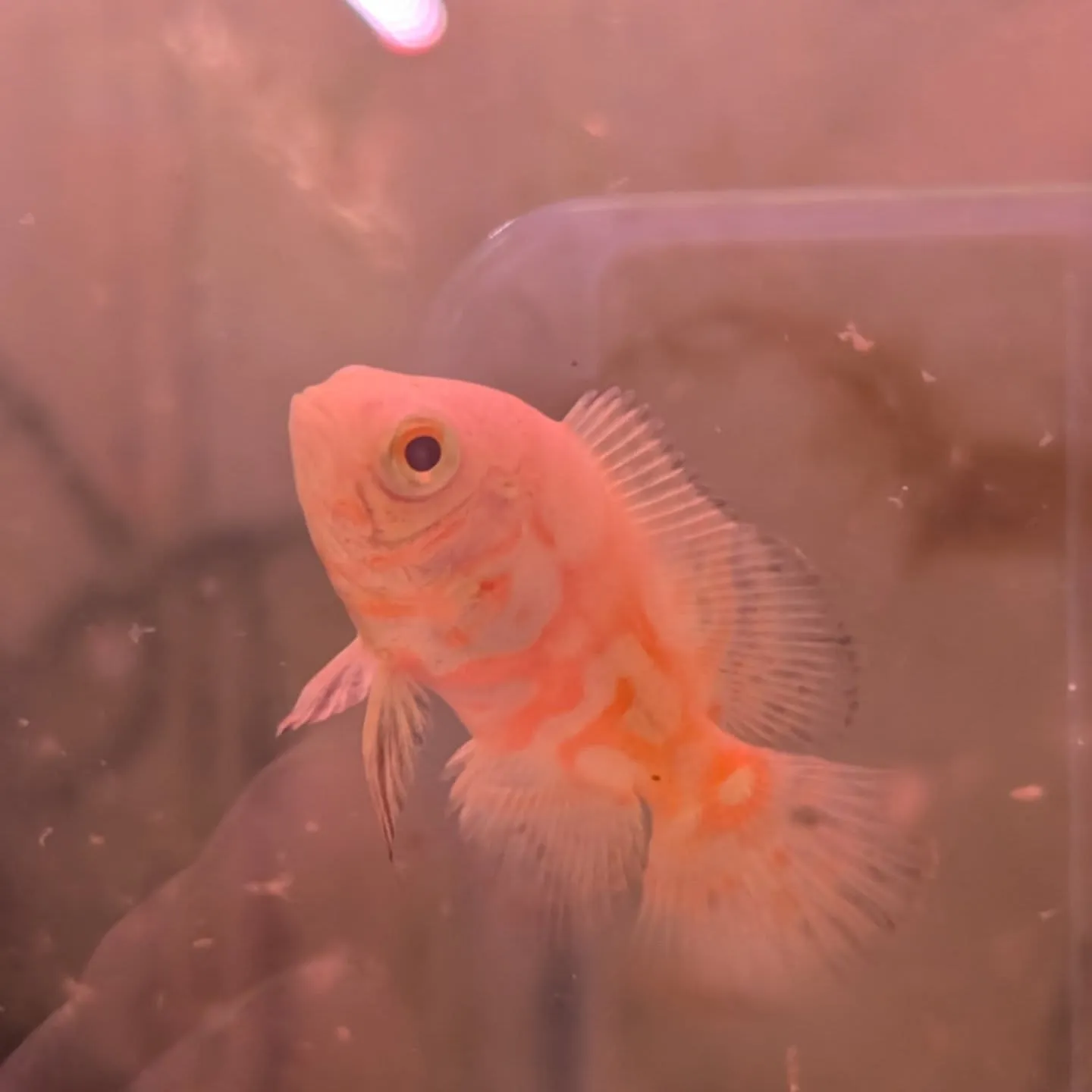 本日の入荷情報✨(金魚、熱帯魚)