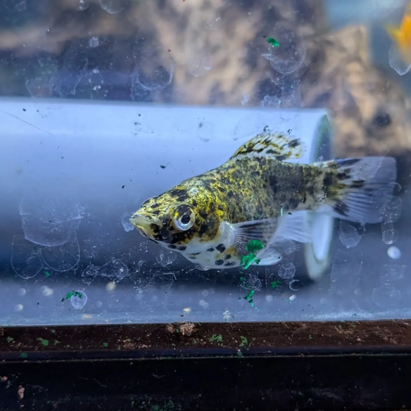 本日の入荷情報✨(金魚、熱帯魚)