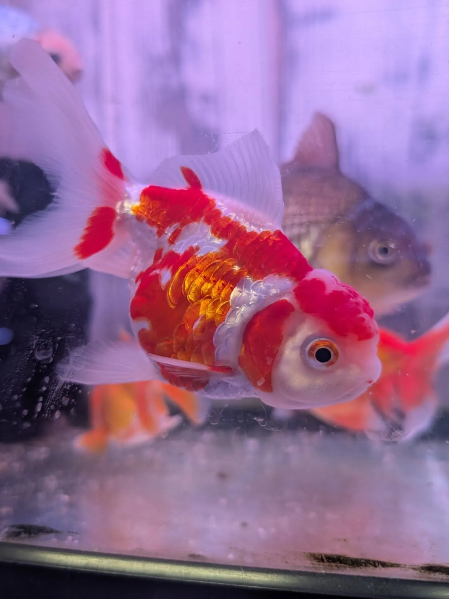 新春初売りセール🎊