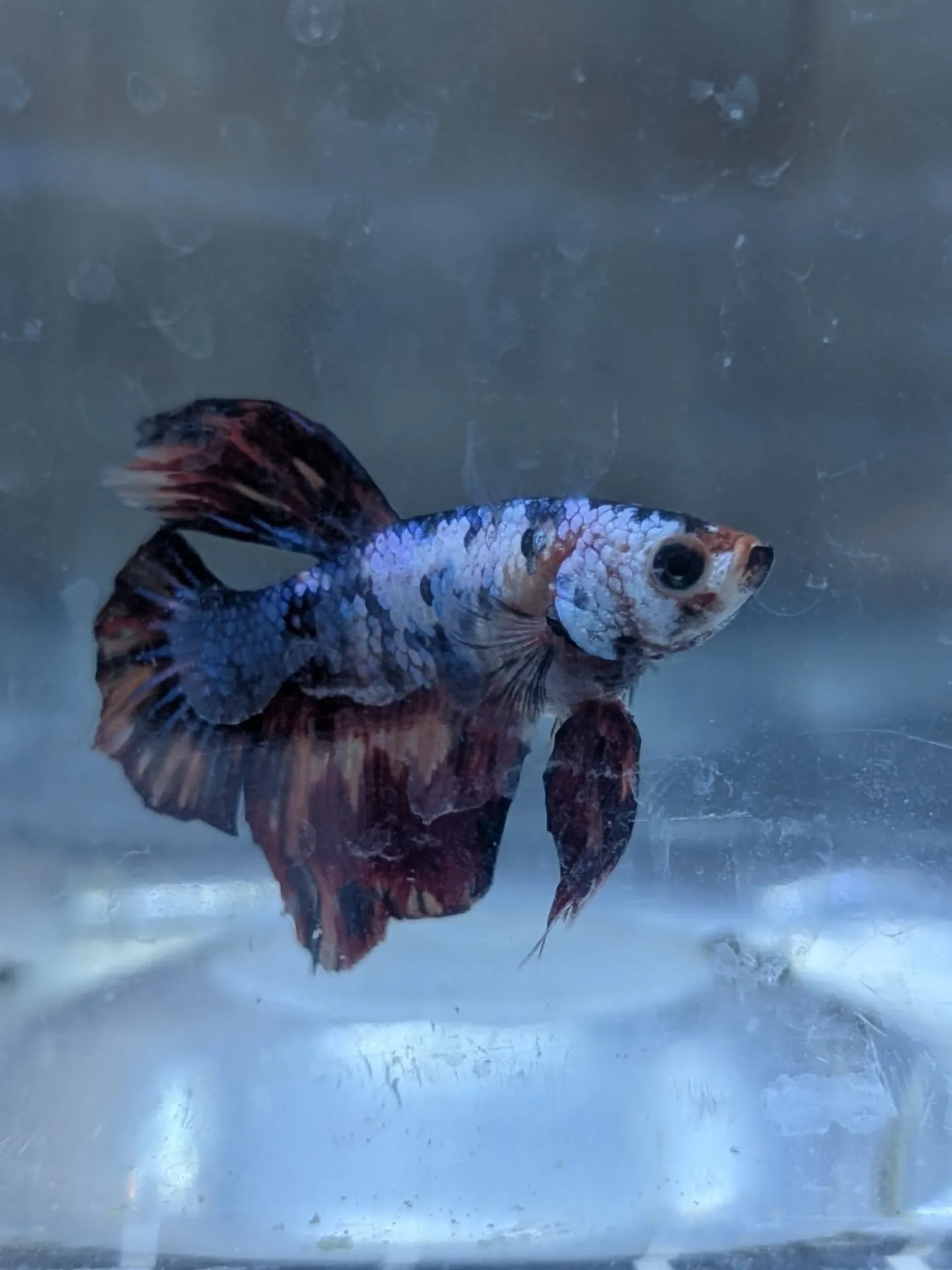 新春初売りセール🎊